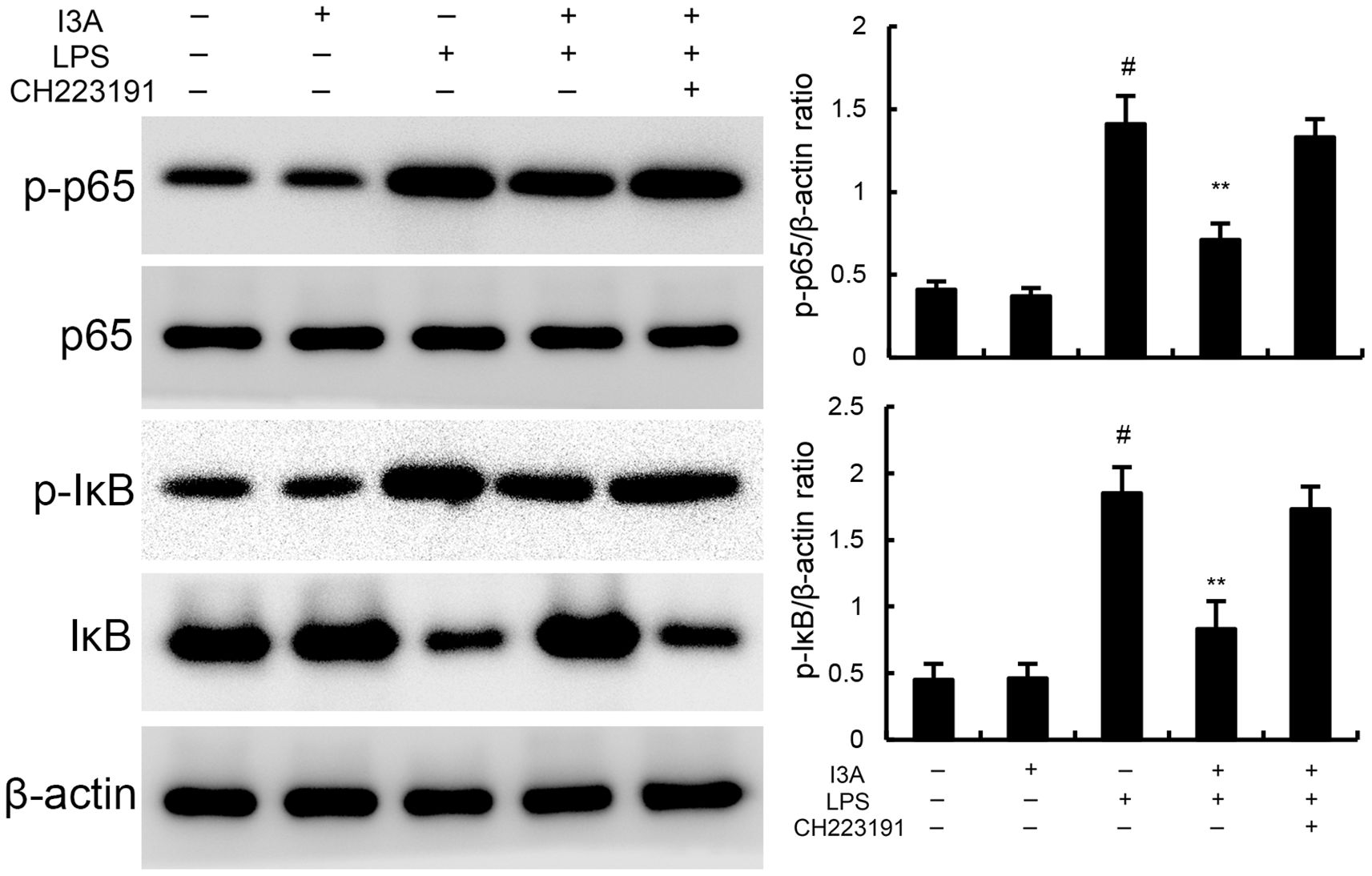 Western blot analysis shows the levels of phosphorylated p65 (p-p65), total p65, phosphorylated IκB (p-IκB), IκB, and β-actin in samples with various treatments (I3A, LPS, and CH223191). Bar graphs depict the p-p65/β-actin and p-IκB/β-actin ratios, indicating significantly increased phosphorylation in specific conditions. Hash and asterisks denote significance levels.