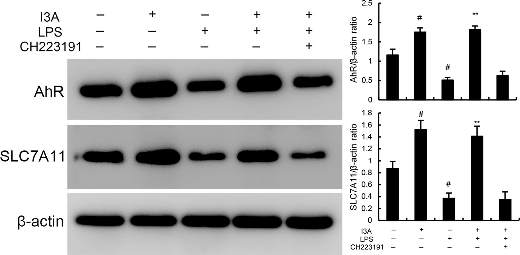 Western blot and bar charts showing protein expression levels. The blot depicts AhR, SLC7A11, and β-actin with varying conditions of I3A, LPS, and CH223191. Bar charts on the right display AhR/β-actin and SLC7A11/β-actin ratios, highlighting significant differences with hash and asterisk symbols.
