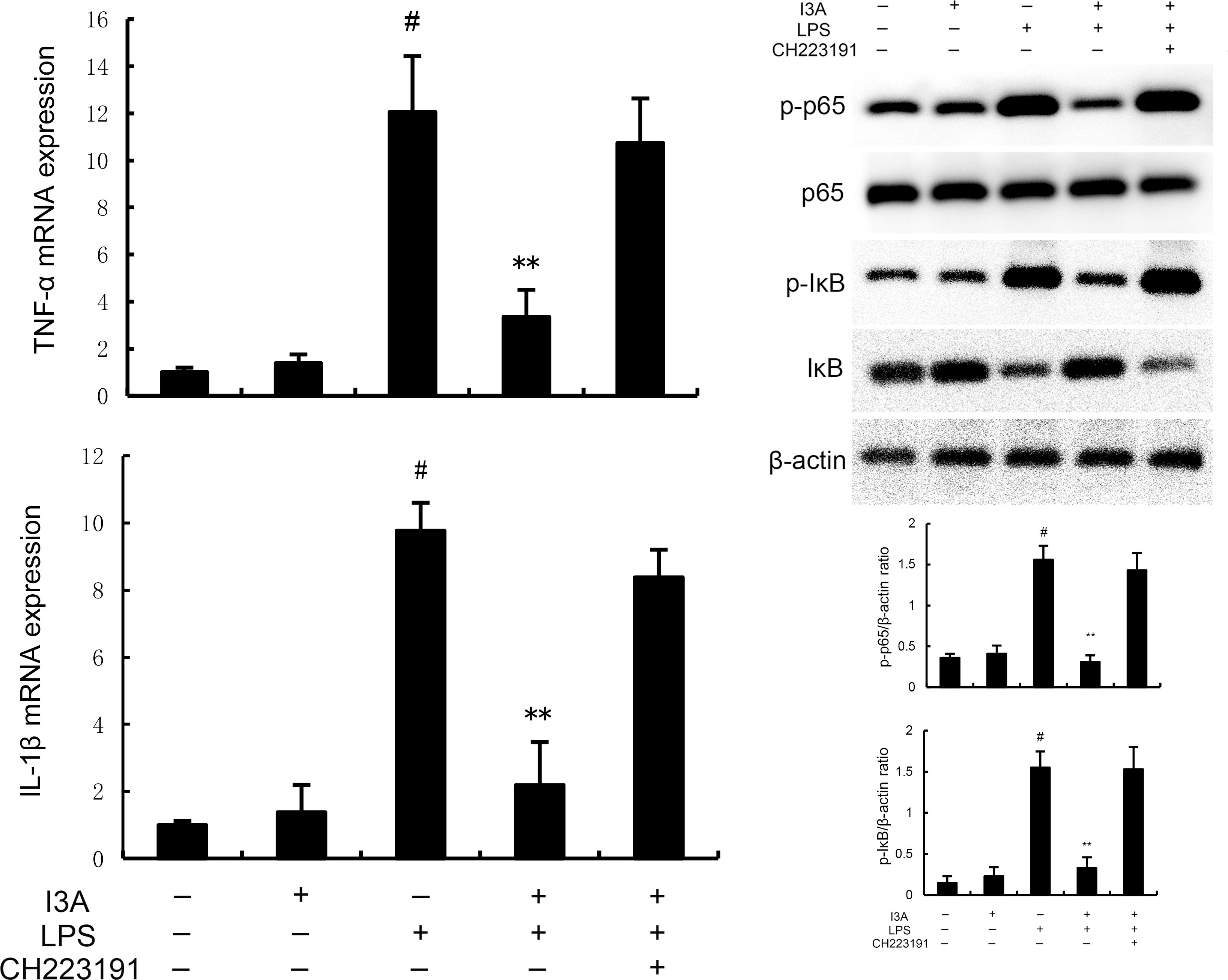 Two bar graphs and a Western blot analysis illustrate experimental results. The first graph displays TNF-α mRNA expression levels under different conditions, showing a significant increase with LPS and a moderate increase with I3A and CH223191. The second graph shows IL-1β mRNA expression with similar trends. The Western blot panel presents protein levels of phosphorylated p65, total p65, phosphorylated IκB, IκB, and β-actin, indicating activation changes across conditions. The graphs at the bottom show p-p65/β-actin and p-IκB/β-actin ratios, reinforcing observed trends. Statistical significance is indicated by # and **.