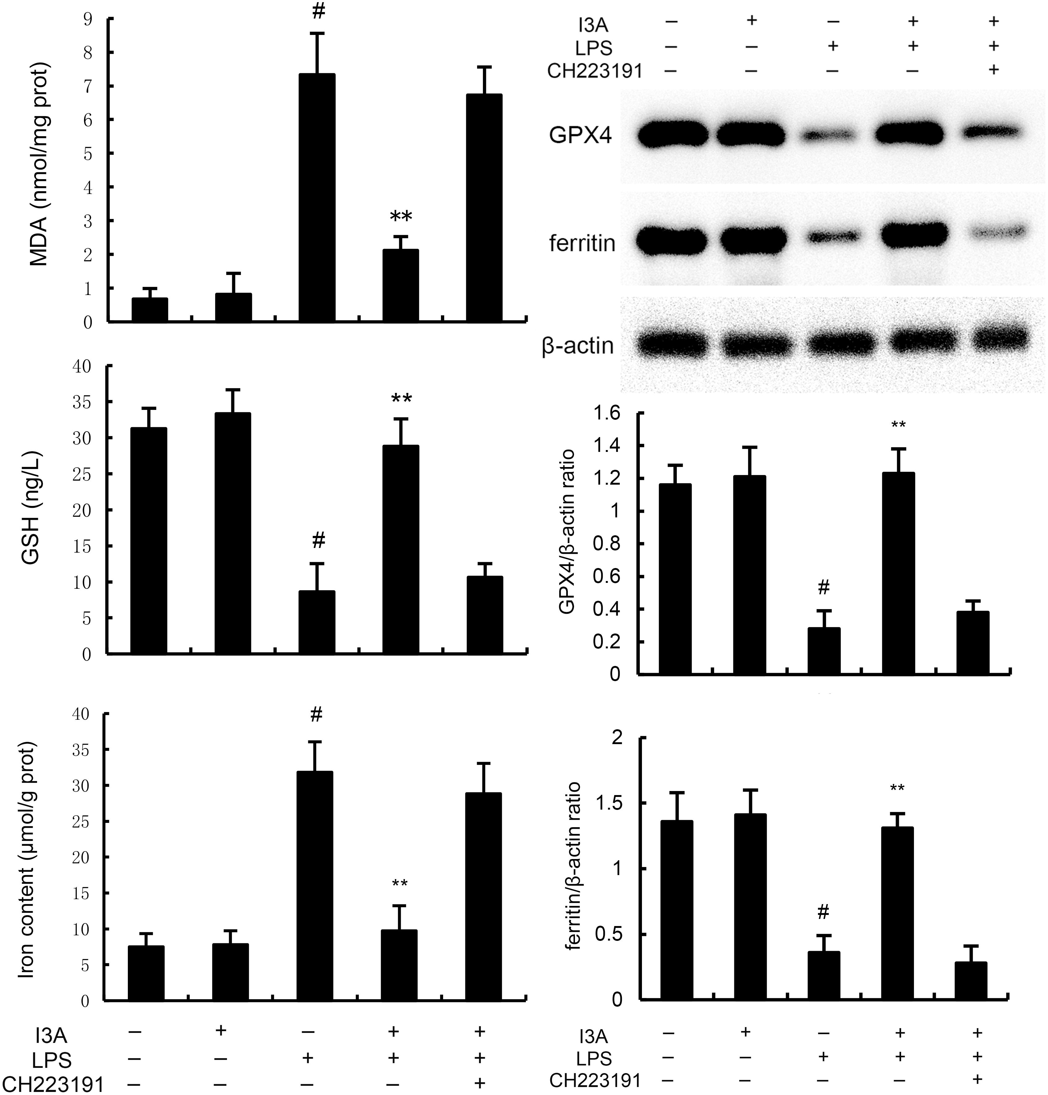 Bar graphs and blot images depict effects of I3A, LPS, and CH223191 on various biomarkers. MDA, GSH, iron content, and protein ratios of GPX4 and ferritin to β-actin are shown. Significant differences are indicated by # and **, suggesting statistical comparisons. The western blot images show protein expression levels under different treatments.