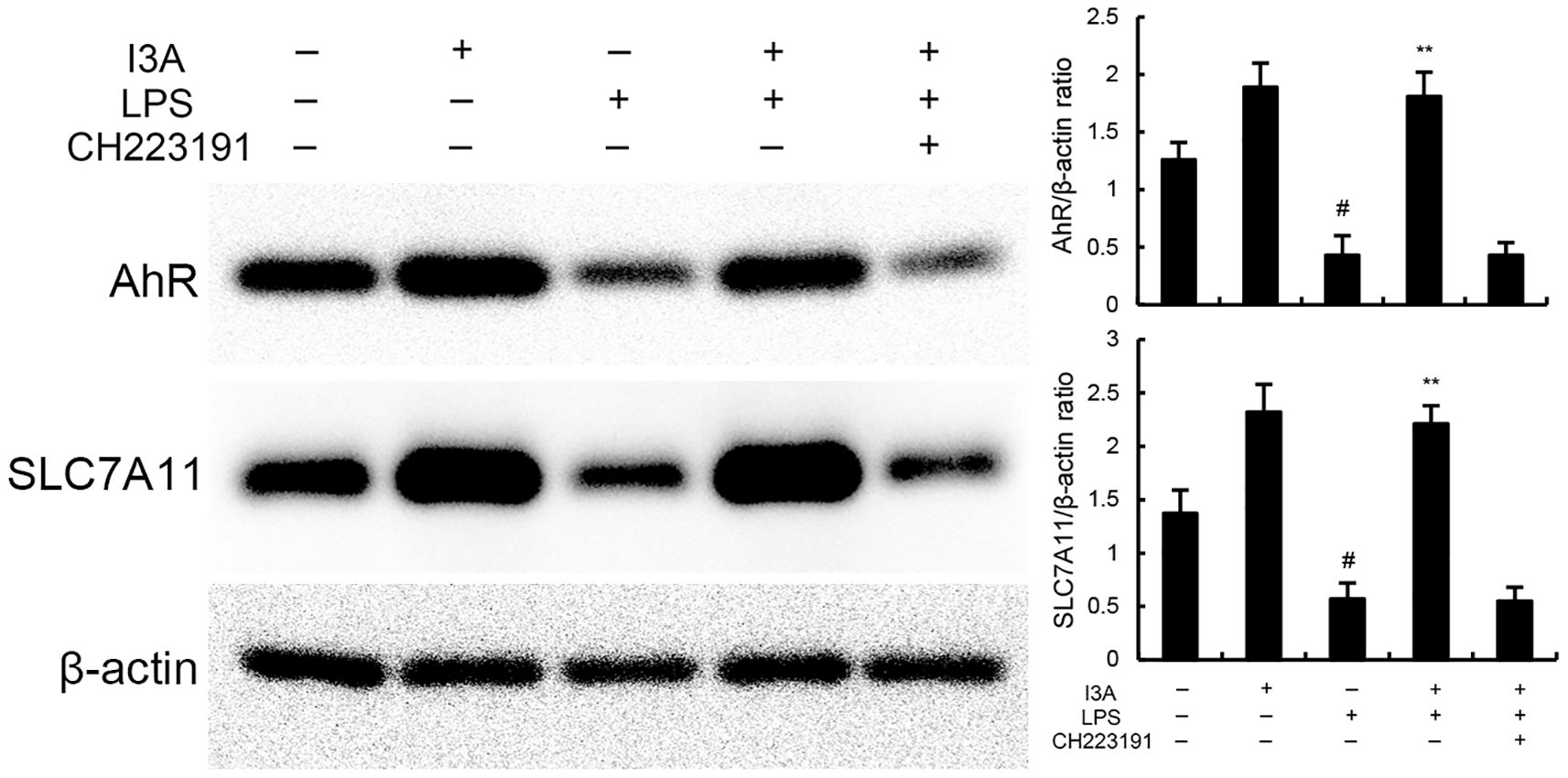Western blot and bar graphs showing the effects of I3A, LPS, and CH223191 on AhR and SLC7A11 protein expression, normalized to β-actin. Treatments include various combinations of I3A, LPS, and CH223191, with observed changes in protein expression depicted in bar graphs to the right. Statistical symbols indicate significant differences.