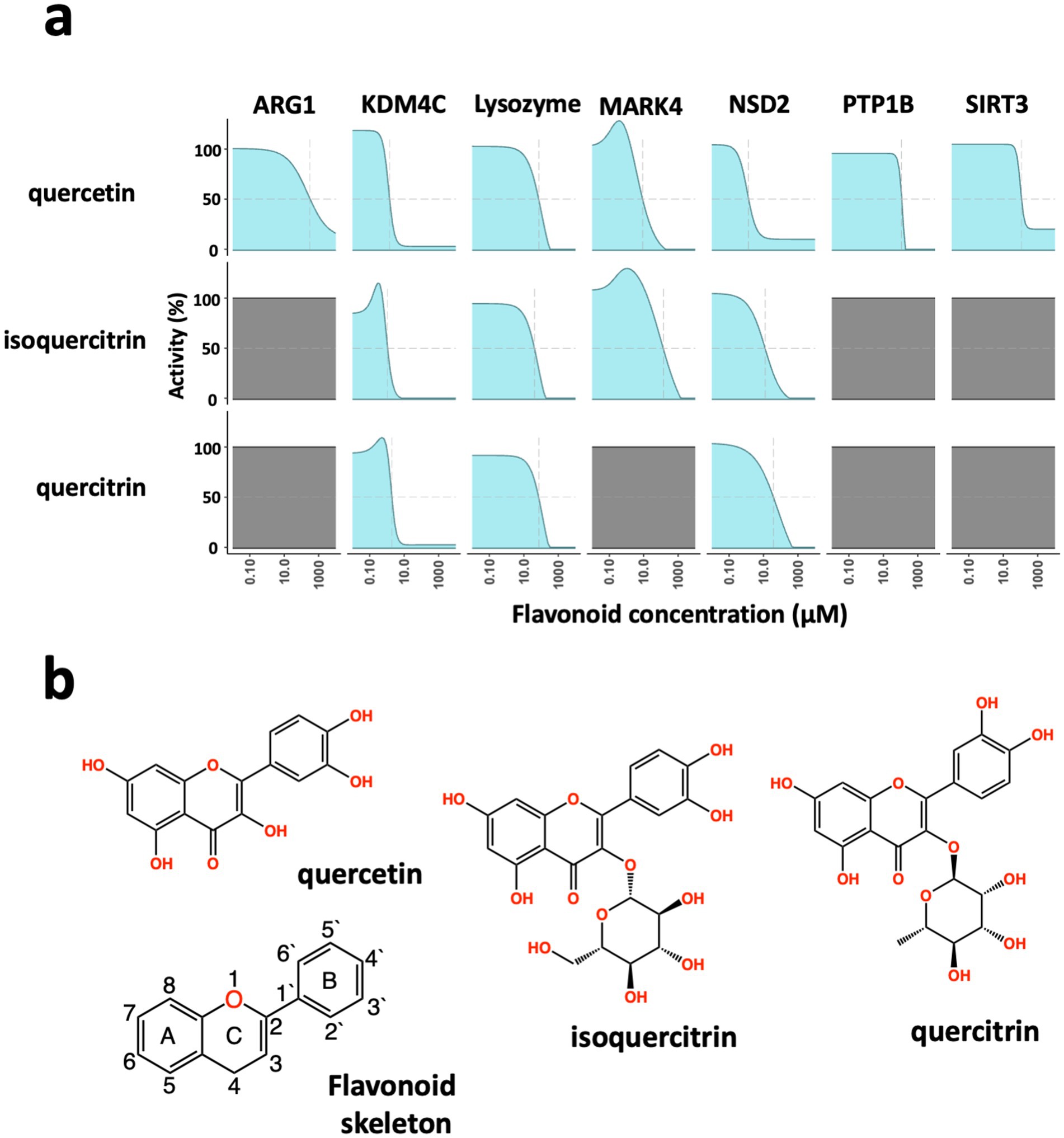 Panel (a) shows a grid of line graphs depicting the activity of three flavonoids—quercetin, isoquercitrin, and quercitrin—across different enzymes (ARG1, KDM4C, Lysozyme, MARK4, NSD2, PTP1B, SIRT3) versus their concentration in micromolar. Quercetin and isoquercitrin exhibit activity curves, while quercitrin shows no activity for NSD2, PTP1B, and SIRT3. Panel (b) illustrates the chemical structures of quercetin, isoquercitrin, and quercitrin, along with a diagram of a flavonoid skeleton, highlighting the A, B, and C rings and hydroxyl groups.