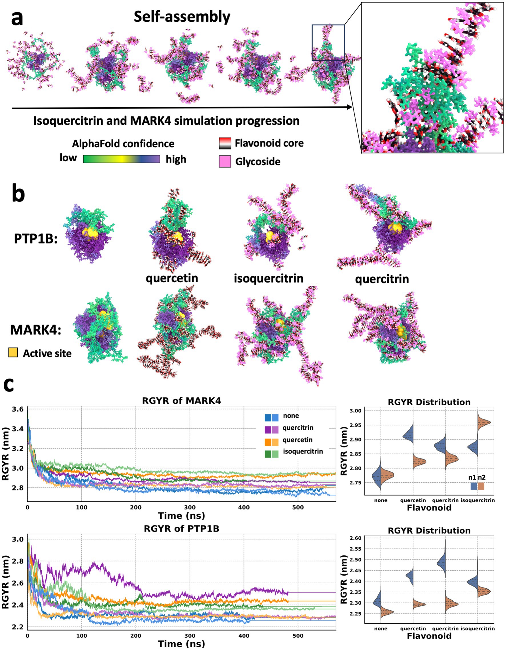 Diagram illustrating simulations and analyses of isoquercitrin with MARK4. Panel a shows the self-assembly progression with colored regions indicating AlphaFold confidence, flavonoid core, and glycoside. Panel b presents quercetin, isoquercitrin, and quercitrin interactions with PTP1B and MARK4, highlighting active sites. Panel c includes line graphs depicting RGYR of MARK4 and PTP1B over time with flavonoids, along with distribution charts for each flavonoid type.