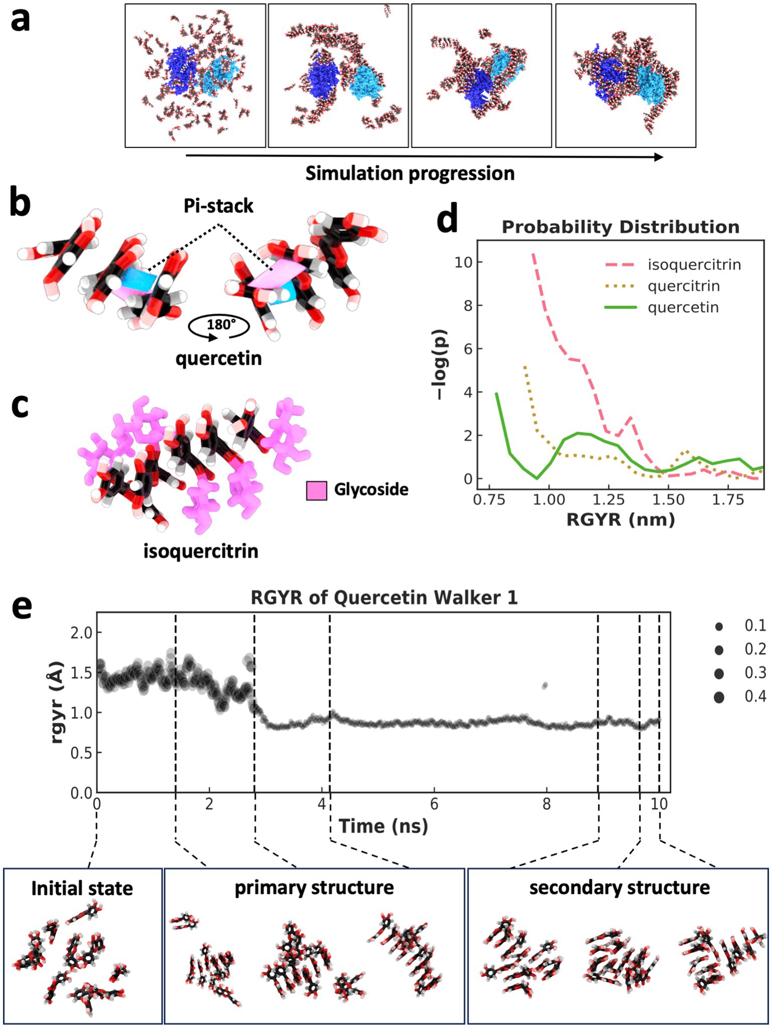 (a) Sequence of molecular simulations showing changes in structure over time. (b) Visualization of quercetin molecules forming a pi-stacking interaction with a 180-degree rotation. (c) Isoquercitrin structure highlighted with a glycoside group in pink. (d) Graph of probability distribution comparing isoqercitrin, quercitrin, and quercetin. (e) Graph showing RGYR (radius of gyration) of Quercetin Walker 1 over ten nanoseconds with corresponding molecular structures labeled as initial state, primary structure, and secondary structure.
