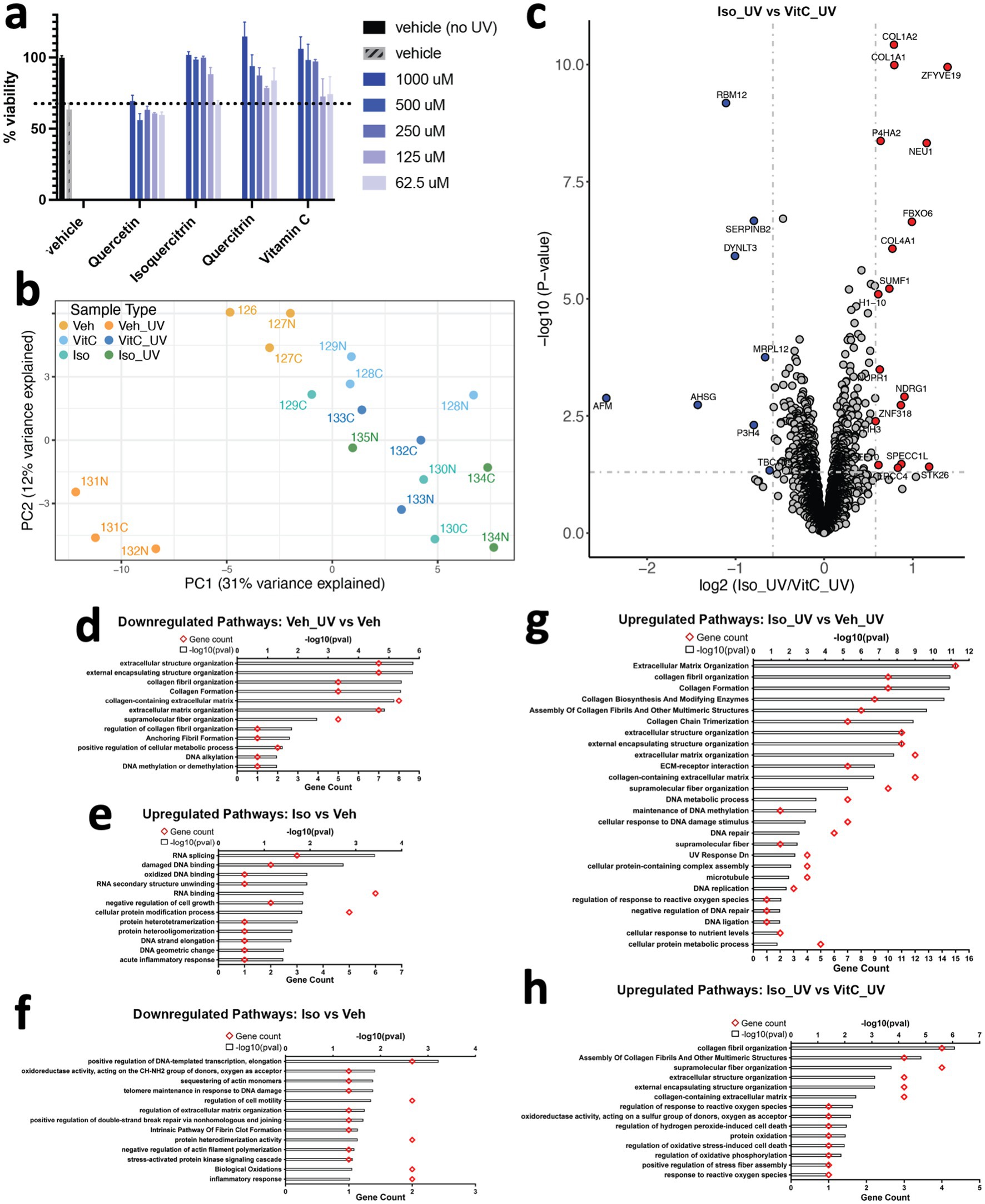 Composite image of scientific data:a) Bar chart showing cell viability percentages across different treatments, including various concentrations of quercetin and vitamin C with and without UV exposure.b) PCA plot illustrating variance explained across sample types: vehicle, UV-exposed, vitamin C, and isorhamnetin-treated samples.c) Volcano plot visualizing differential expression of genes between Iso_UV and VitC_UV treatments, highlighting significant genes.d-h) Bar charts displaying downregulated and upregulated pathways for various comparisons, indicating gene counts and significance levels.Each panel provides insight into treatment effects on cellular pathways and gene expression.