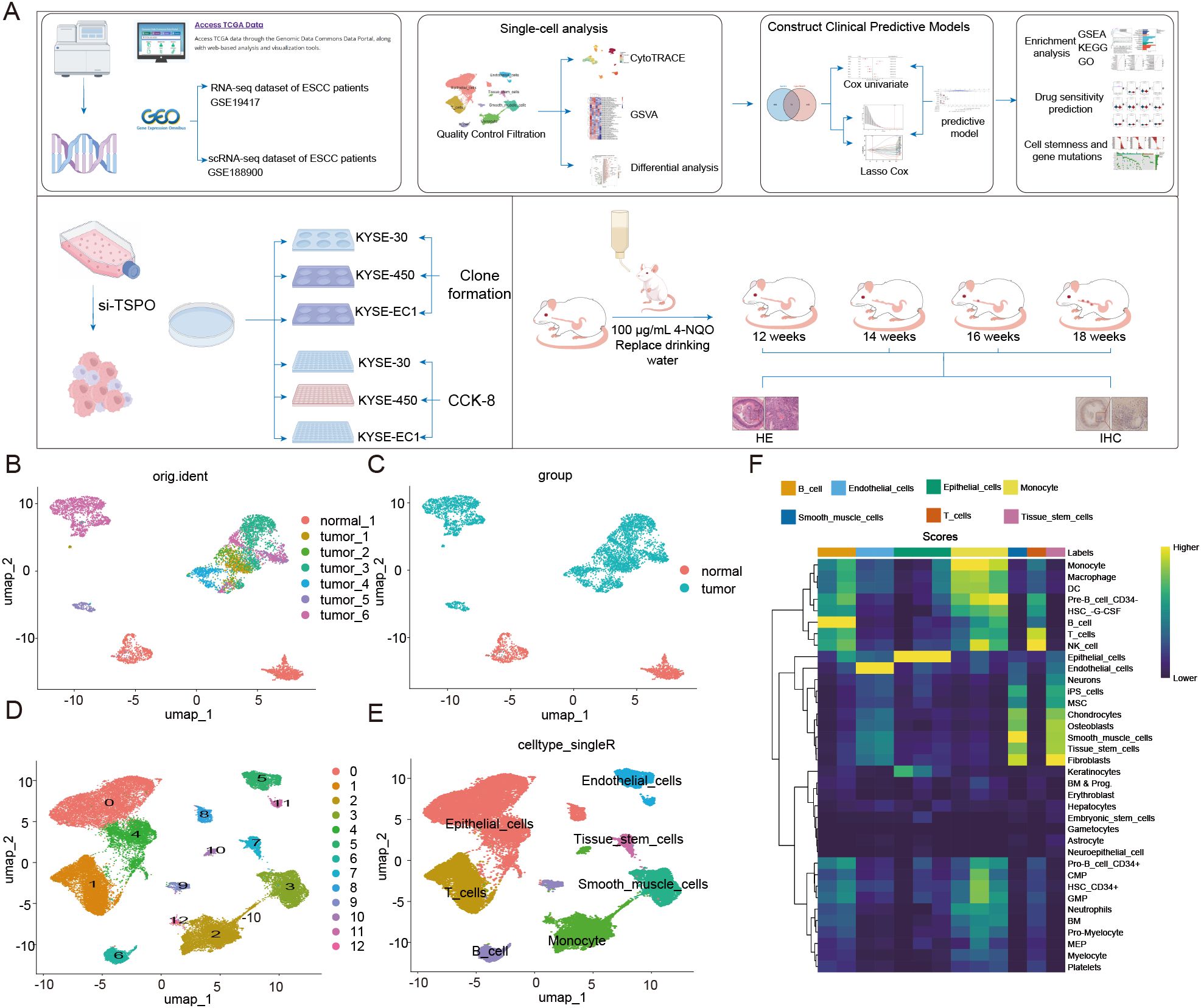 Diagram illustrating a research study on esophageal squamous cell carcinoma (ESCC). Panel A outlines the workflow, including RNA-seq data access, single-cell analysis, and predictive model construction. It also shows in vitro and in vivo experiments using mice treated with 4-NQO. Panels B, C, D, and E display UMAP plots depicting different cell groups and types in normal and tumor samples. Panel F includes a heatmap showing cell type scores across various immune and stromal cell types, with a color scale from lower to higher.