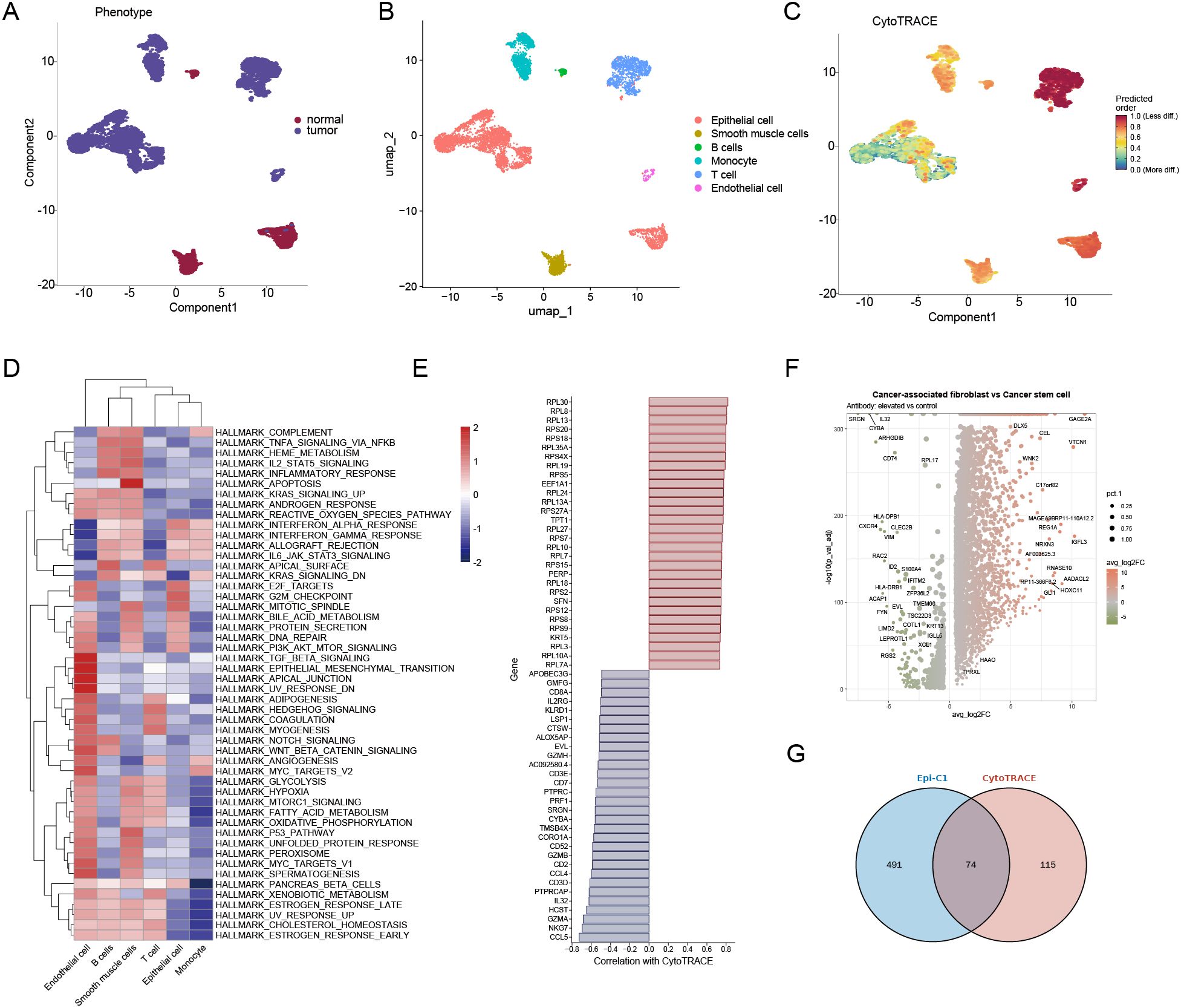Panel A shows a scatter plot of phenotypes, distinguishing normal and tumor samples. Panel B presents a UMAP plot with different cell types, while Panel C displays a CytoTRACE prediction plot. Panel D is a heatmap of hallmark gene sets across various cell types. Panel E illustrates a bar plot of gene correlation with CytoTRACE. Panel F displays a scatter plot comparing cancer-associated fibroblasts and cancer stem cells. Panel G is a Venn diagram showing overlap between Epi-C1 and CytoTRACE groups.