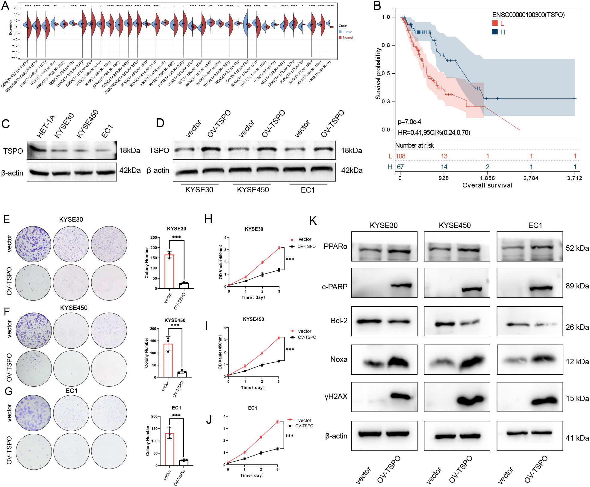 A multipanel scientific figure includes: A. Box plots comparing TSPO expression across various cancer and normal tissues. B. Kaplan-Meier survival curve indicating lower survival probability associated with high TSPO expression. C. Western blot showing TSPO and β-actin levels in different cell lines. D. Western blot for TSPO and β-actin in vector and overexpressed (OV-TSPO) groups. E-G. Colony formation assays comparing vector and OV-TSPO treatments in cell lines, with bar charts of colony numbers. H-J. Line graphs of cell viability over days showing differences between vector and OV-TSPO groups. K. Western blots displaying expression of several proteins including PPAPα and c-PARP in different treatments.