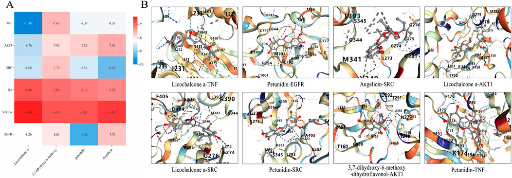 Panel A is a heatmap showing interaction scores of various molecules (Licorhchalcone A, 3,7-dihydroxy-6-methoxy, Petunidin, Augelicin) with proteins (TNF, AKT1, SRC, IL6, VEGFA, EGFR). Panel B contains molecular docking images displaying detailed interaction within protein binding sites named: Licorhchalcone A-TNF, Petunidin-EGFR, Augelicin-SRC, Licorhchalcone A-AKT1, Licorhchalcone A-SRC, Petunidin-SRC, 3,7-dihydroxy-6-methoxy-dihydroflavonol-AKT1, Petunidin-TNF. Each shows a complex of molecular structures and labeled amino acids.