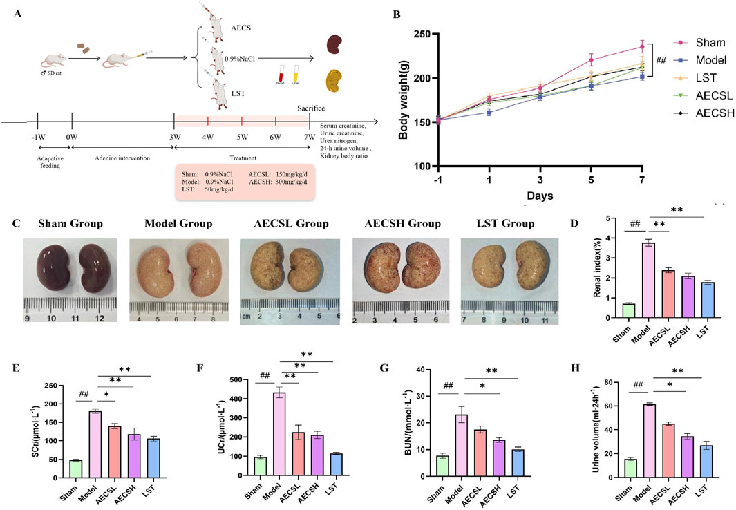 Image consisting of multiple panels depicting an experimental study. Panel A shows a timeline and flowchart of the experimental design involving different treatments such as sham, model, AECSL, AECSH, and LST. Panel B is a line graph illustrating body weight changes over seven days across various groups. Panel C displays kidney samples from Sham, Model, AECSL, AECSH, and LST groups with a ruler for scale. Panel D features a bar graph of the renal index percentage. Panels E, F, G, and H present bar graphs comparing serum creatinine, urine creatinine, blood urea nitrogen, and urine volume respectively among the groups. Statistical significance is marked by asterisks.
