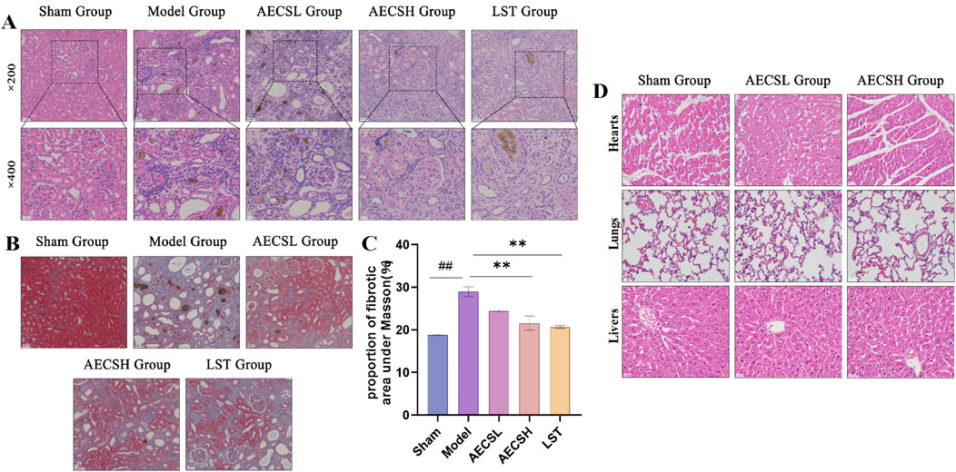 Panel A shows kidney tissue sections under two magnifications (200x and 400x) from five groups: Sham, Model, AECSL, AECSH, and LST. Panel B displays liver sections stained with Masson's trichrome from the same groups. Panel C is a bar graph comparing the proportion of fibrotic areas, indicating significant differences. Panel D contains heart, lung, and liver sections from Sham, AECSL, and AECSH groups, showing tissue morphology.