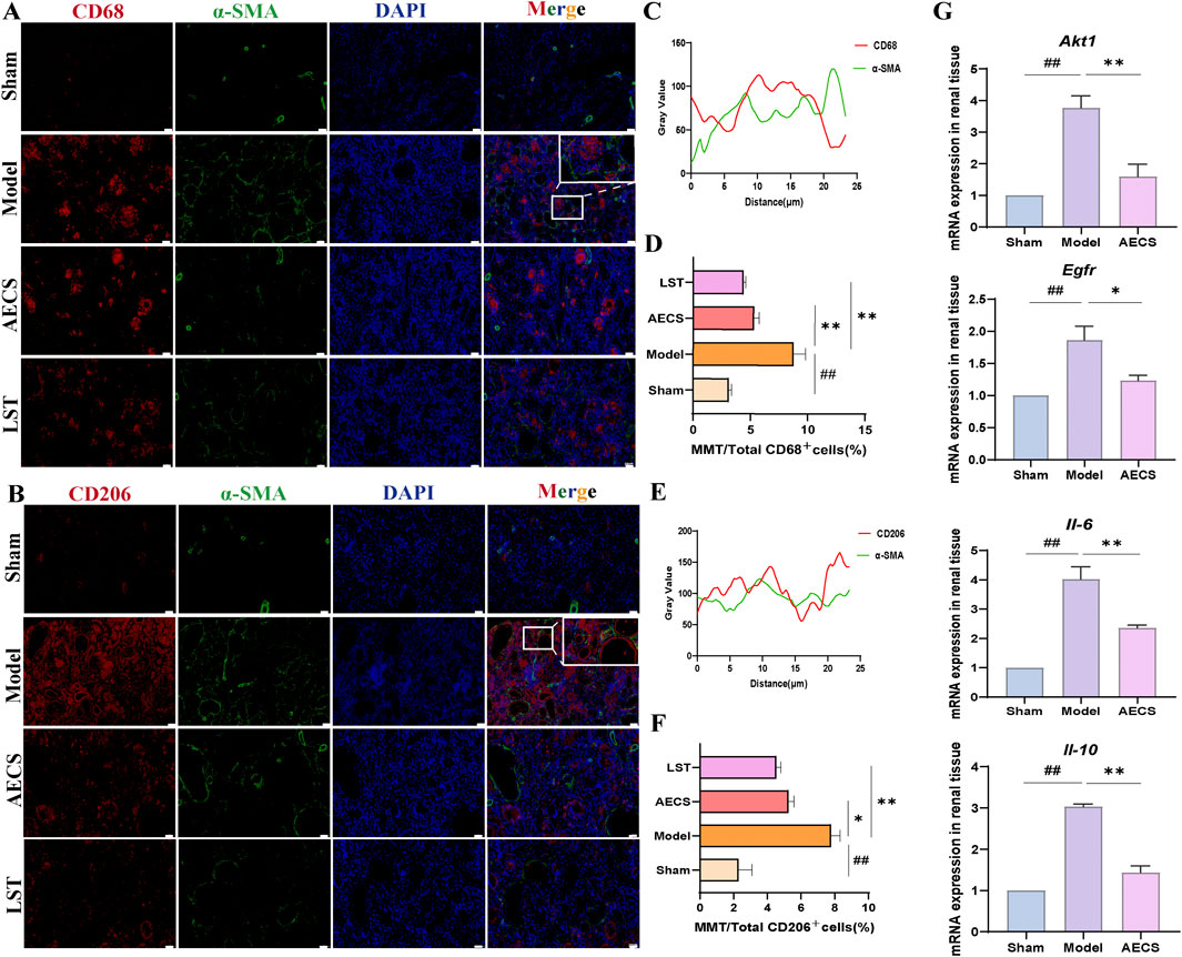 Microscopic immunofluorescence images and graphs showcasing renal tissue analysis from sham, model, AECS, and LST groups. Panels A and B display markers CD68 and CD206 with α-SMA and DAPI staining. Merged images reveal various expression levels. Graphs C and E plot gray values of CD68/α-SMA and CD206/α-SMA, respectively. Bars D and F present percentages of CD68⁺ and CD206⁺ cells. Chart G depicts mRNA expression levels of Akt1, Egfr, Il-6, and Il-10 with significant differences marked (** and ##).