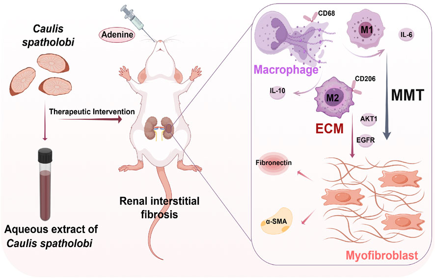 Diagram illustrating the therapeutic intervention of Caulis spatholobi in renal interstitial fibrosis. A mouse is injected with adenine, leading to fibrosis. An aqueous extract of Caulis spatholobi is used as treatment. Right section shows macrophage activity: CD68 and CD206 involvement, with transitions between M1 and M2 macrophage phenotypes. The extracellular matrix (ECM) influences the MMT process, involving AKT1 and EGFR, contributing to myofibroblast formation with fibronectin and α-SMA components.