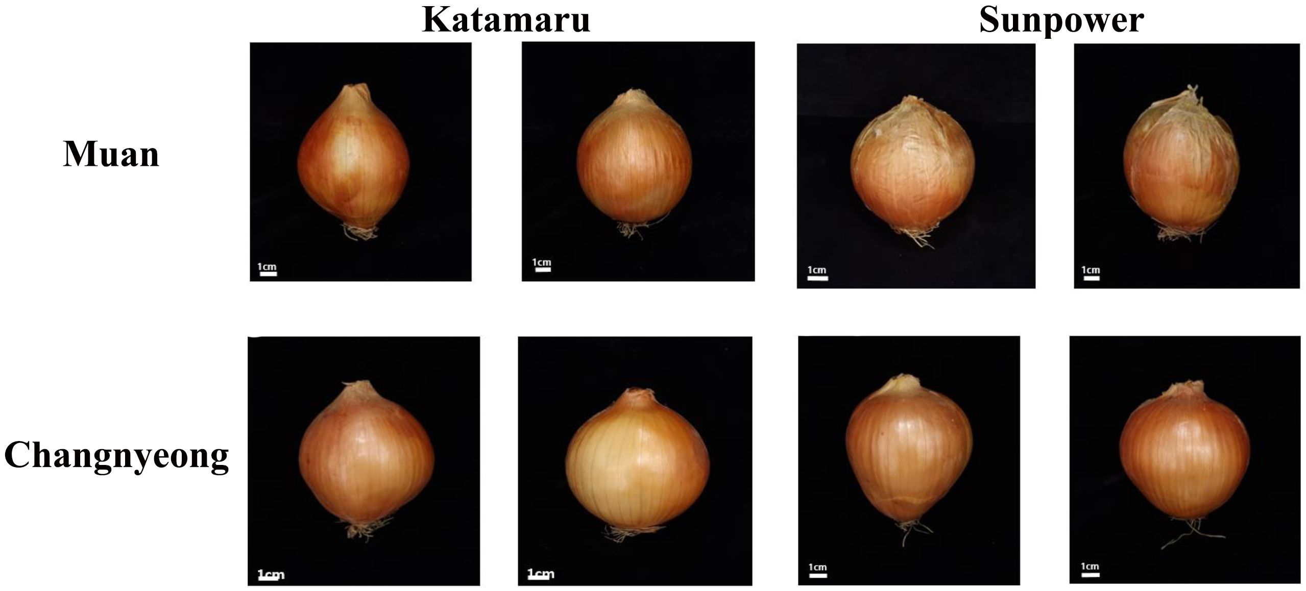 Six onions are displayed on a black background. The top row shows Muan onions, with two Katamaru and two Sunpower onion. The bottom row shows Changnyeong onions, with two Katamaru and two Sunpower onion. Each onion has a 1 cm scale reference beneath it.
