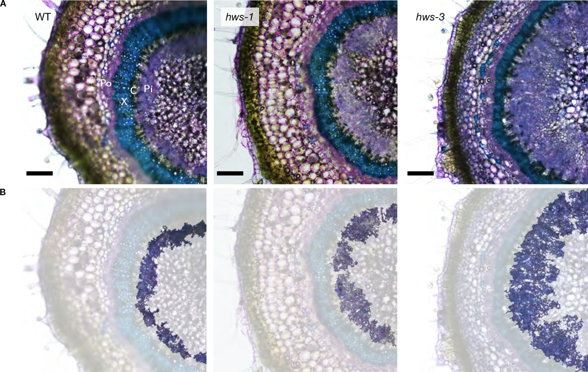 Cross-sections of plant pedicels under a microscope are shown. Panel A displays three sections labeled WT, hws-1, and hws-3, highlighting the vascular bundles with colors indicating xylem, phloem, and other tissues. Panel B shows similar sections with variations in clarity and color intensity, focusing on the central vascular regions. Black scale bars are present in each section.