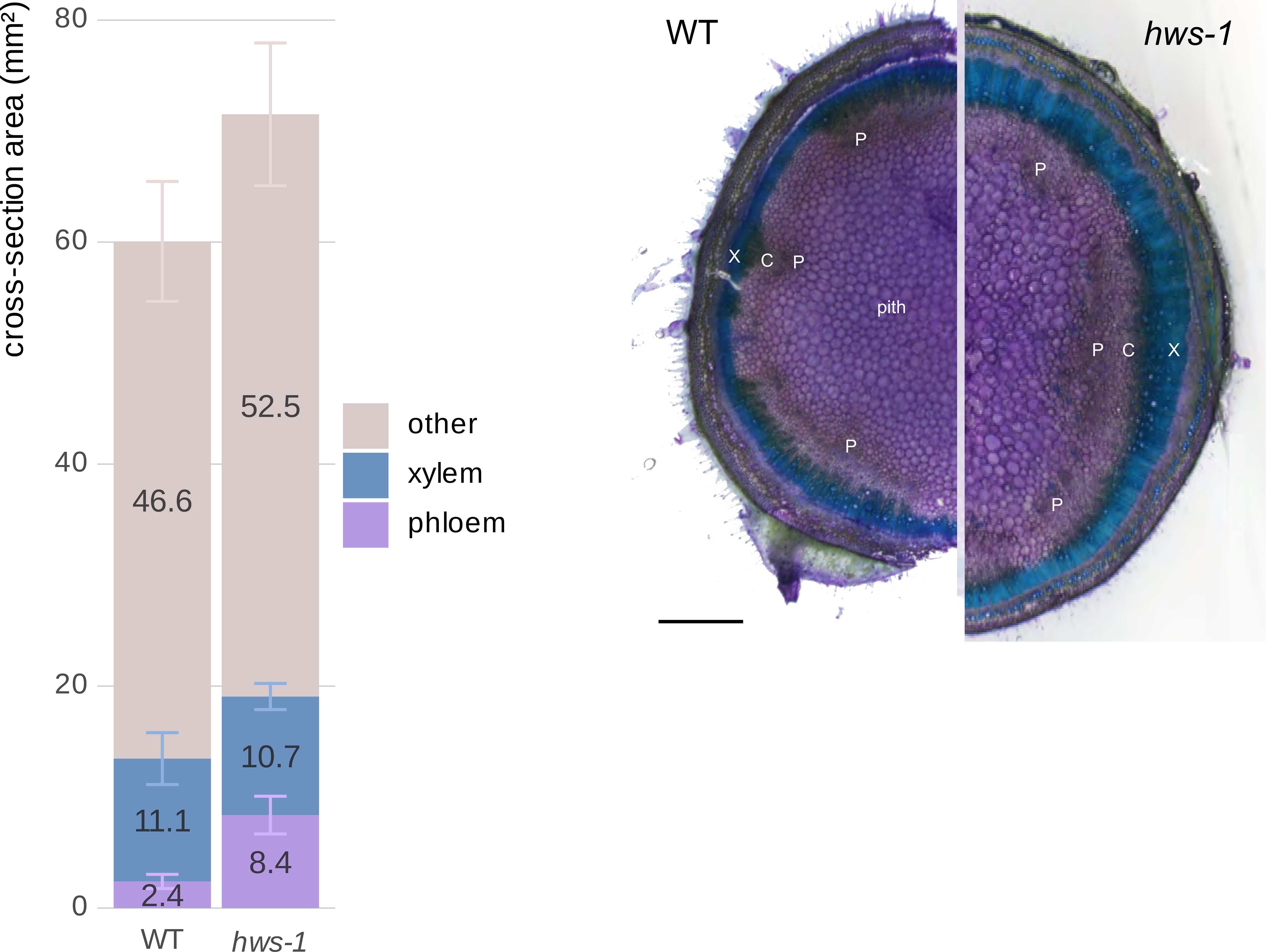 Bar chart and microscopic cross-section comparison of plant stem tissues in WT and hws-1. The chart shows cross-section areas with categories: other, xylem, and phloem. WT has a total of 46.6 mm², and hws-1 has 52.5 mm². The xylem and phloem areas are highlighted. Cross-section images display tissue differences between WT and hws-1 under a microscope, indicating structural variations.