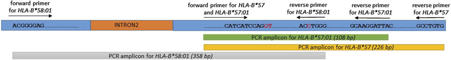 Diagram illustrating primer locations on a DNA segment for PCR amplification of HLA-B alleles. Arrows indicate forward and reverse primers for HLA-B*58:01 and HLA-B*57:01. Three PCR amplicons are displayed: 358 base pairs for HLA-B*58:01, 108 base pairs for HLA-B*57:01, and 226 base pairs for HLA-B*57. INTRON2 is marked in orange.