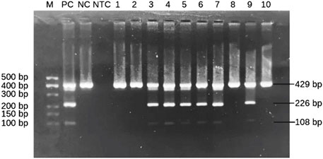 Gel electrophoresis image showing DNA bands. Lanes labeled M, PC, NC, NTC, and numbers one to ten, with molecular weights marked on the left: 500 to 100 bp. Prominent bands appear at 429 bp, 226 bp, and 108 bp.