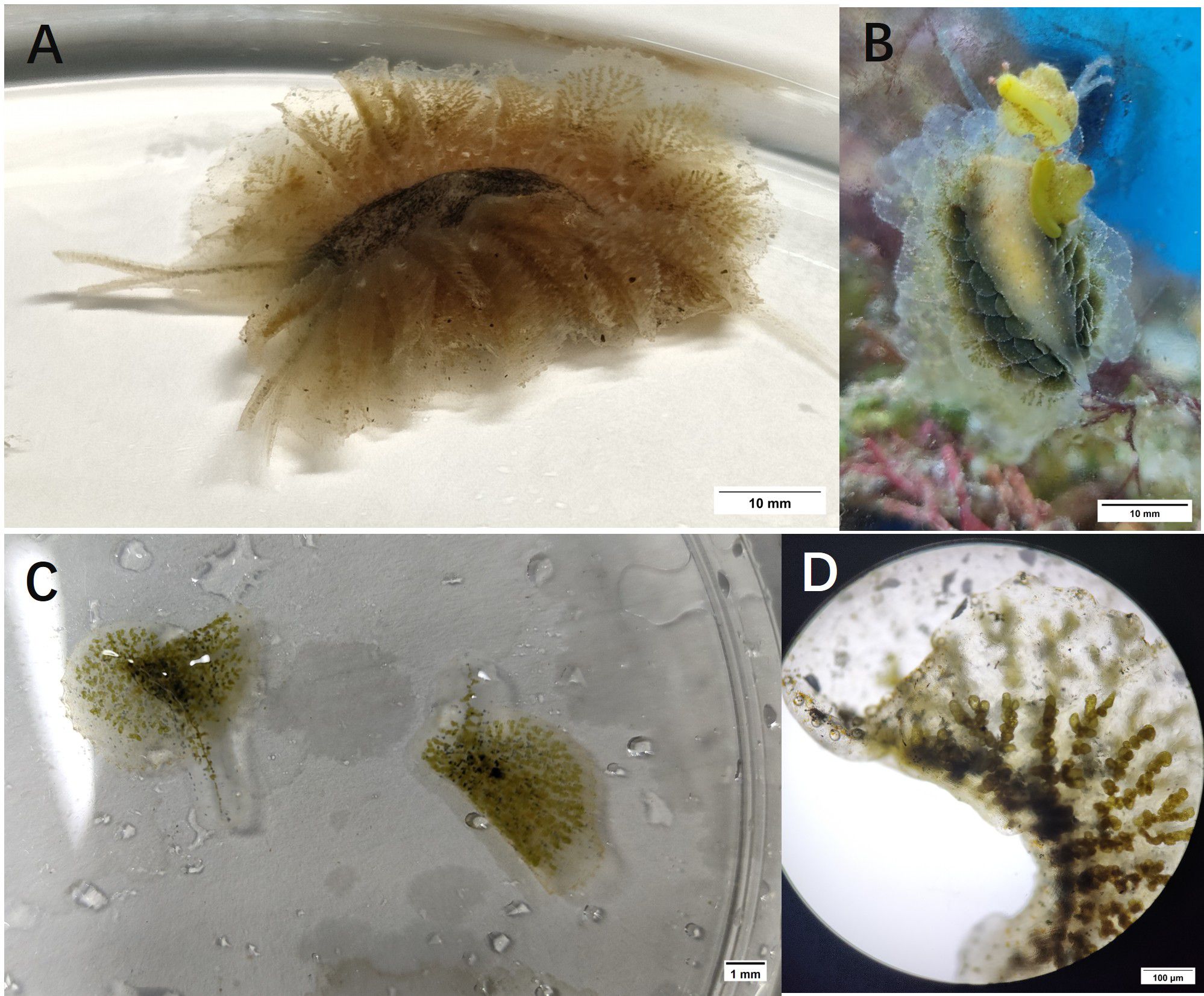This figure displays the key morphological features of the sample. Panel A shows a dorsal view, while Panel B provides a corresponding ventral perspective. Panel C highlights a detailed feather-like structure. Finally, Panel D reveals the intricate internal branching architecture at a microscopic level. Together, these images systematically illustrate the sample's organization from macro- to micro-scale.