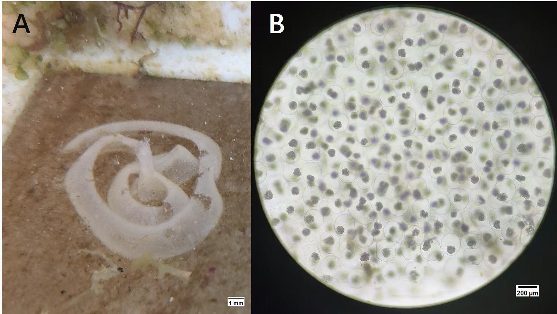 This figure illustrates the eggs of P. orientalis sp. nov. Panel (A) displays the distinct egg band, showing the arrangement of multiple eggs. Panel (B) presents a view of a developing embryos within the egg band.