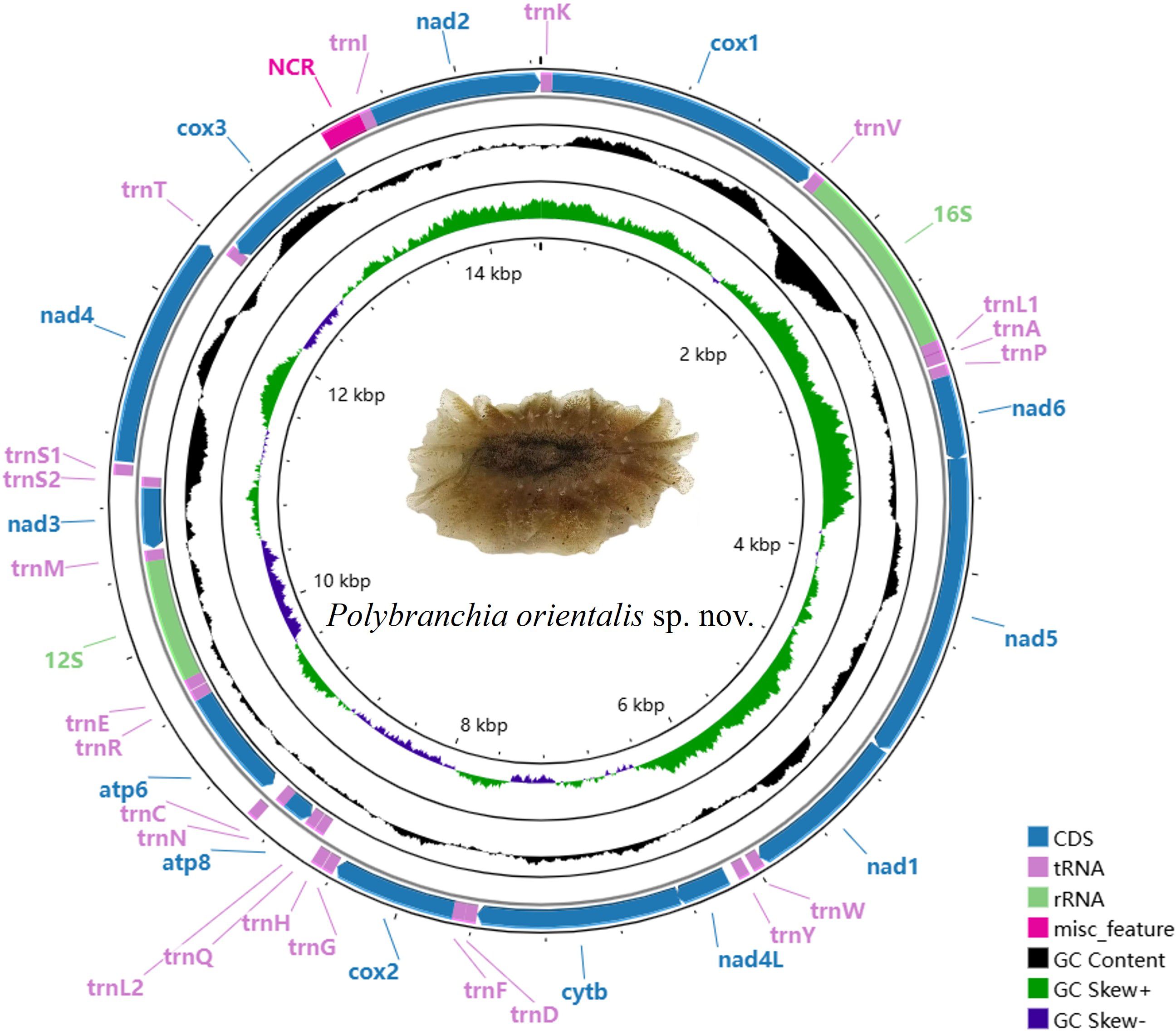 This figure presents the complete mitochondrial genome of P. orientalis sp. nov. The circular diagram displays the standard 37 genes: 13 protein-coding genes, 22 tRNAs, and 2 rRNAs, color-coded by function: CDS (blue), tRNA (purple), rRNA (green), among others. GC content and skew are shown in the central rings. An image of P. orientalis sp. nov. is in the center.