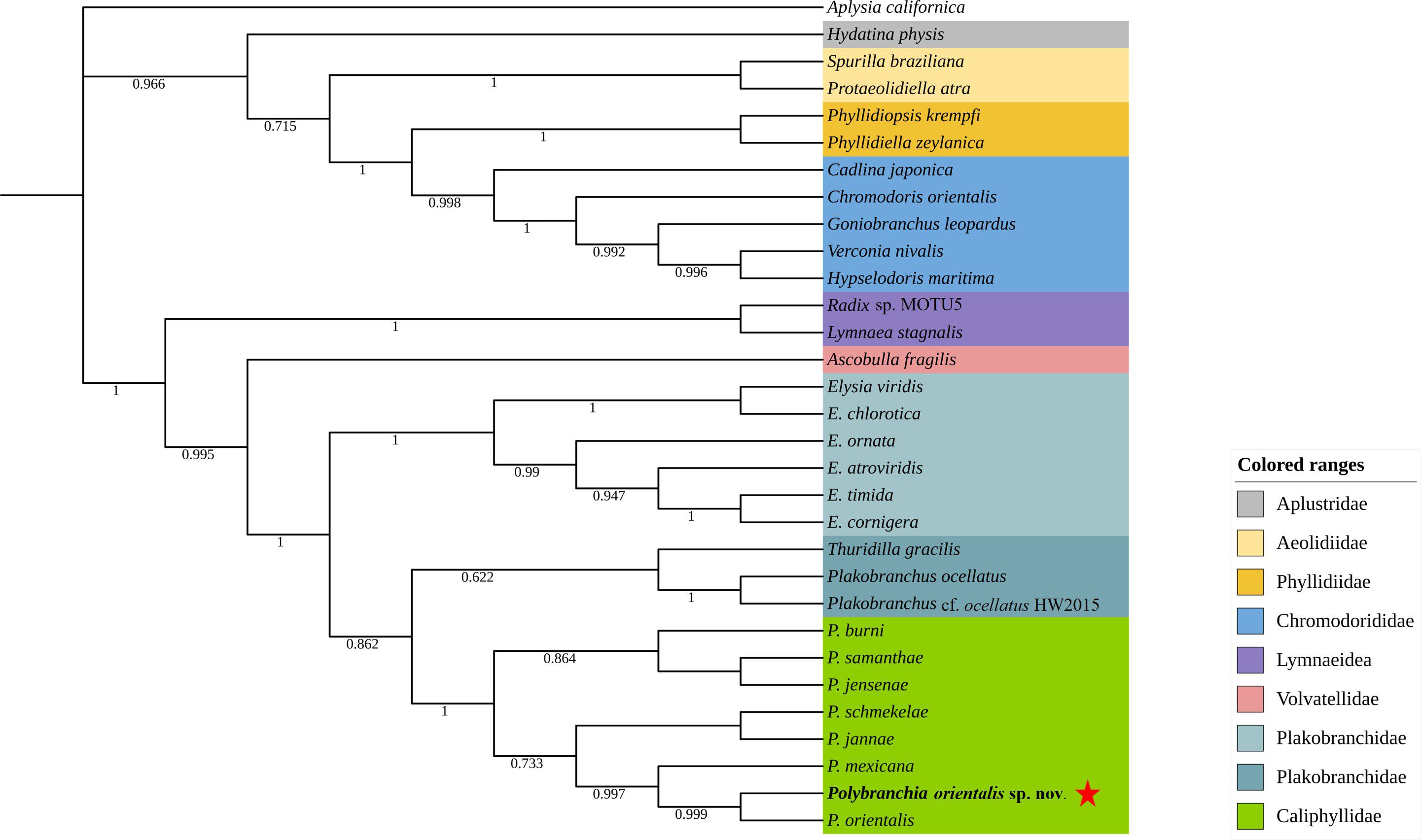 Phylogenetic tree diagram displaying relationships among various species, with branch support values indicated. Colored ranges represent taxonomic groups: Aplustridae, Aeolidiidae, Phyllidiidae, Chromodorididae, Lymnaeidea, Volvatellidae, Plakobranchidae, and Caliphyllidae. A color key on the right provides the color-code correlation.