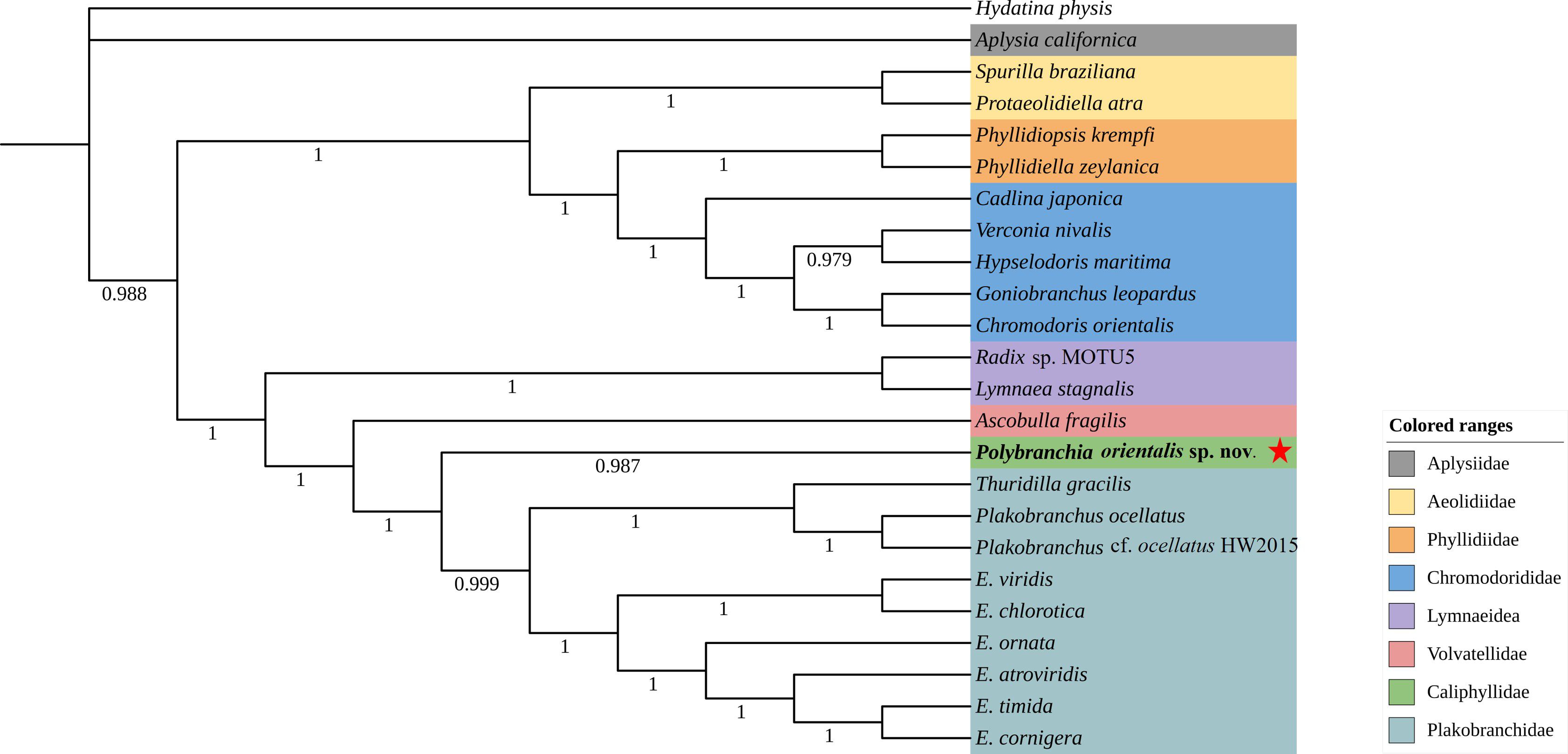 Phylogenetic tree illustrating relationships among various mollusk species. Key species include Hydatina physis, Aplysia californica, and Polybranchia orientalis, highlighted in different colors based on family: Aplysiidae, Aeolidiidae, Phyllidiidae, Chromodorididae, Lymnaeidae, Volvatellidae, Caliphyllidae, and Plakobranchidae. Numbers on branches indicate confidence levels. A legend in the lower right describes the color coding for each family.