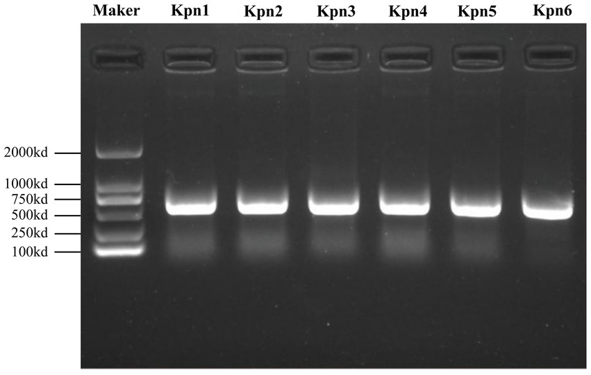 Gel electrophoresis image showing DNA bands in six lanes labeled kpn1 to kpn6. The first lane is a marker with bands at 2000 kb, 1000 kb, 750 kb, 500 kb, 250 kb, and 100 kb. Each sample lane has a distinct bright band corresponding approximately to the 500 kb marker.