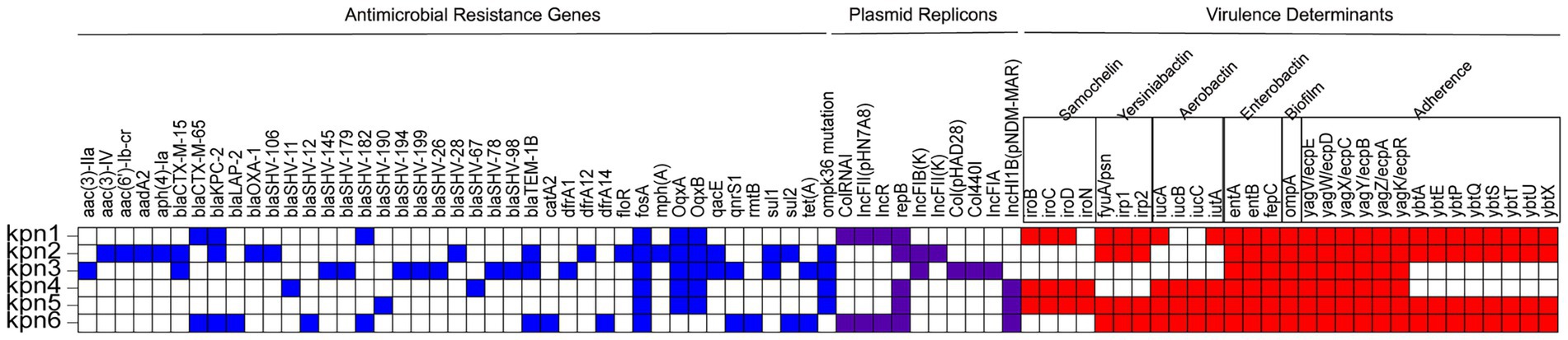 Heat map displaying antimicrobial resistance genes, plasmid replicons, and virulence determinants across six strains labeled kpn1 to kpn6. Blue indicates resistance genes, purple shows plasmid replicons, and red represents virulence determinants. Rows vary in color intensity, showing distinct genetic profiles.