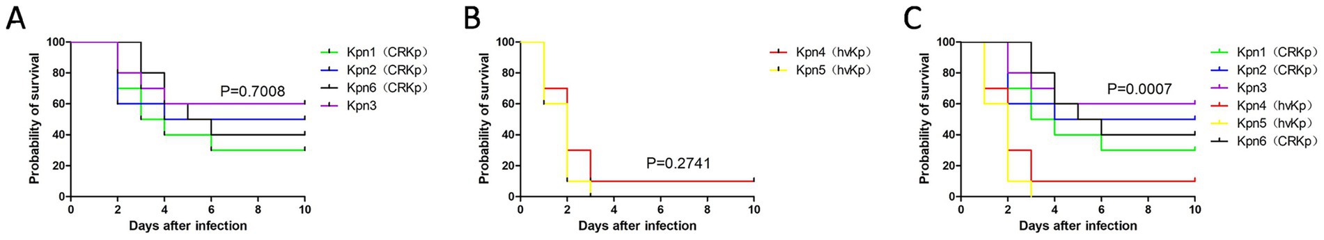 Three Kaplan-Meier survival curves labeled A, B, and C show the probability of survival over 10 days post-infection for different strains. Panel A shows overlapping lines for Kpn1, Kpn2, and Kpn6 with a P-value of 0.7008. Panel B compares Kpn4 and Kpn5, yielding a P-value of 0.2741. Panel C shows multiple strains with Kpn5 and Kpn6 standing out, featuring a P-value of 0.0007. Colors represent different strains: green, blue, purple, red, yellow, and black.