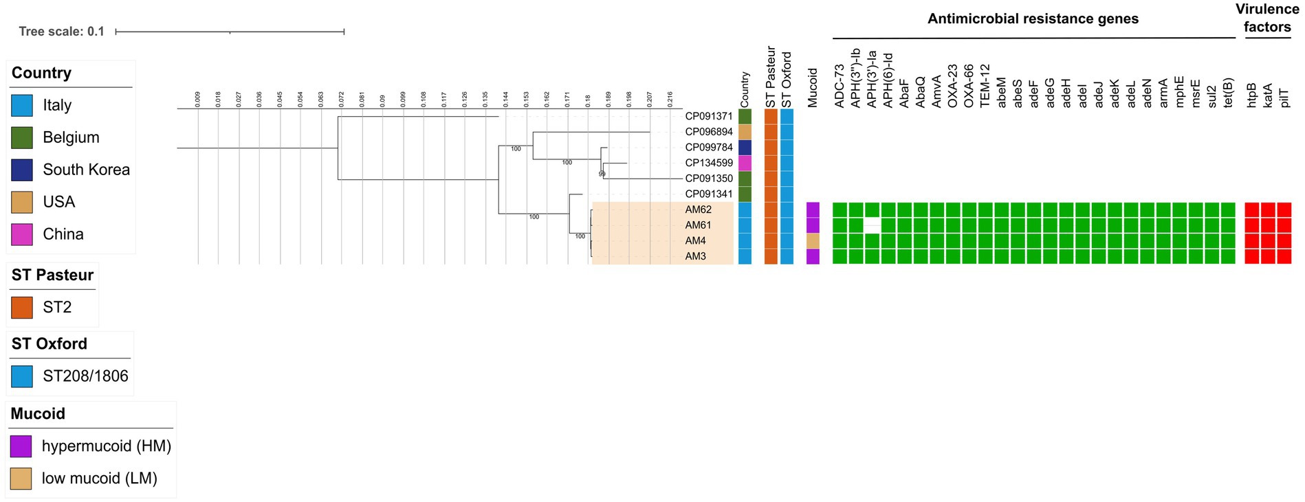 Phylogenetic tree displaying genetic relationships among six bacterial isolates from Italy, Belgium, South Korea, USA, and China. The tree incorporates antimicrobial resistance genes and virulence factors, with colored squares indicating attributes: hypermucoid or low mucoid state, country of origin, and sequence types. Antimicrobial resistance genes are marked in green, while virulence factors are red.