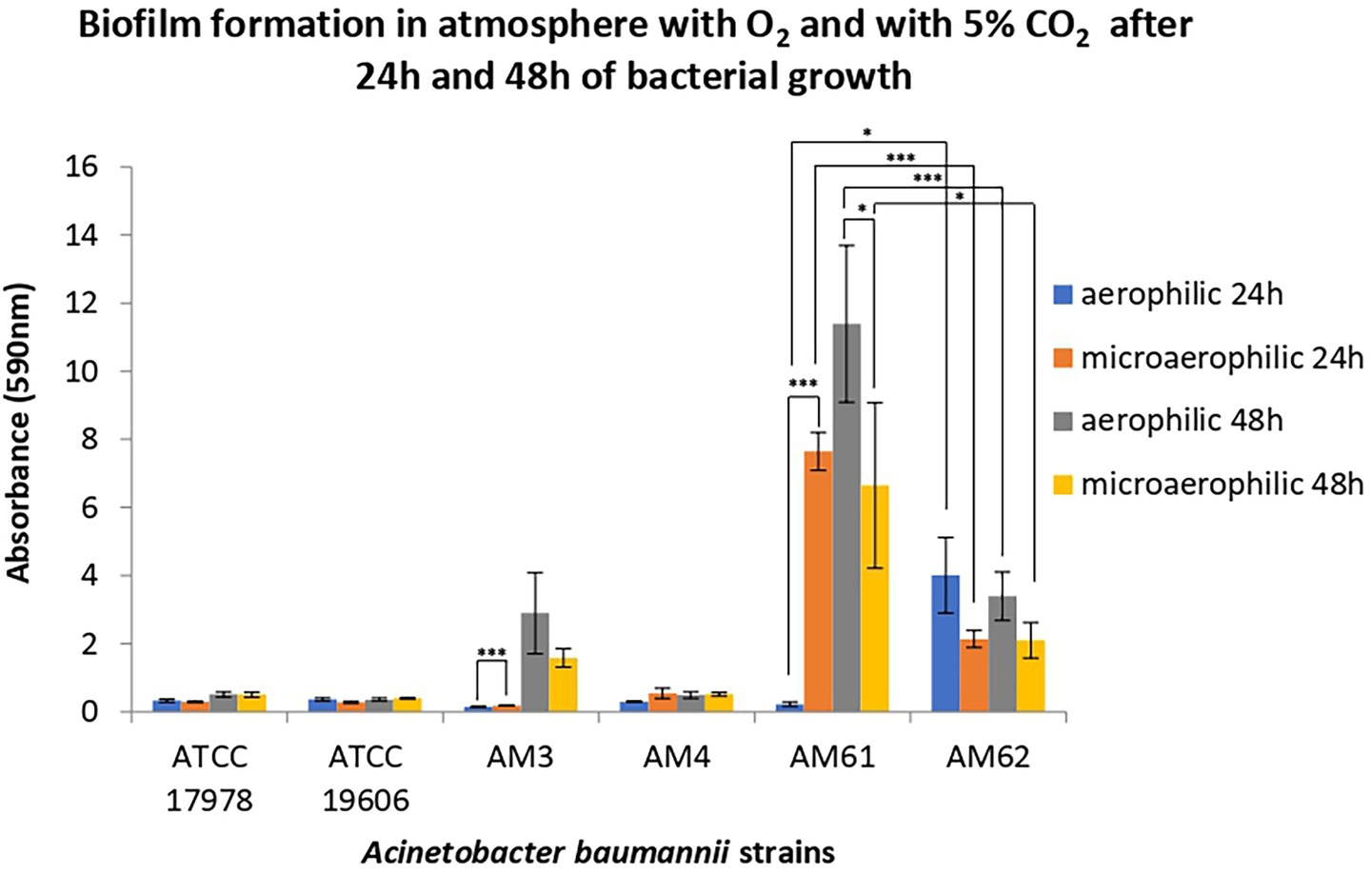 Bar graph showing biofilm formation by Acinetobacter baumannii strains under different conditions. The X-axis lists strains ATCC 17978, ATCC 19606, AM3, AM4, AM61, and AM62. The Y-axis shows absorbance at 590 nm. Bars represent aerophilic and microaerophilic conditions at 24 and 48 hours, marked by different colors. Bars show significant differences between conditions, indicated by asterisks.