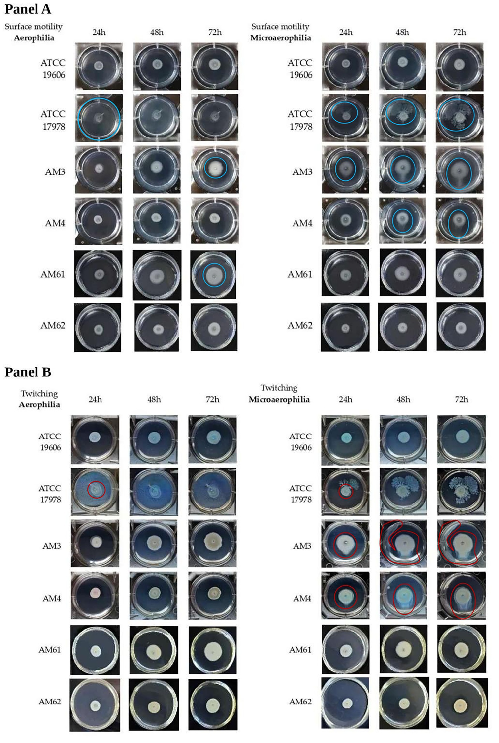 Panel A shows petri dish images demonstrating surface motility under aerophilic and microaerophilic conditions over 24, 48, and 72 hours for different bacterial strains. Panel B displays petri dish images of the same strains showing twitching motility under similar conditions and time intervals. The differences in motility are marked with colored circles.