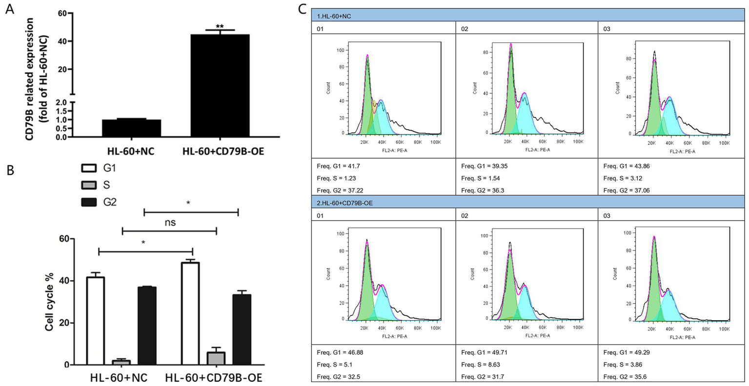 Graphs demonstrating CD79B-related expression and cell cycle distribution in HL-60 cell lines. A: Bar graph shows higher expression in HL-60+CD79B-OE compared to HL-60+NC. B: Cell cycle percentages display significant differences in G1, S, and G2 phases. C: Flow cytometry histograms highlight distribution differences between HL-60+NC and HL-60+CD79B-OE groups.