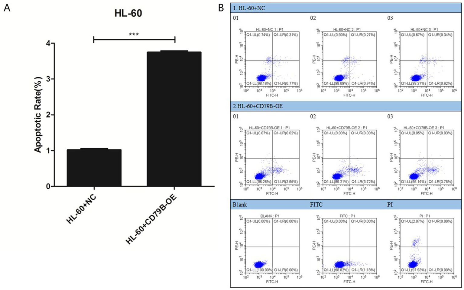 Bar graph and scatter plots analyzing apoptotic rates in HL-60 cells. The bar graph shows two conditions: HL-60+NC with lower apoptosis and HL-60+CD79B-OE with significantly higher apoptosis, indicated by three asterisks. The scatter plots display flow cytometry results for HL-60 conditions with NC, CD79B-OE, and controls, showing varying levels of apoptosis in each quadrant.
