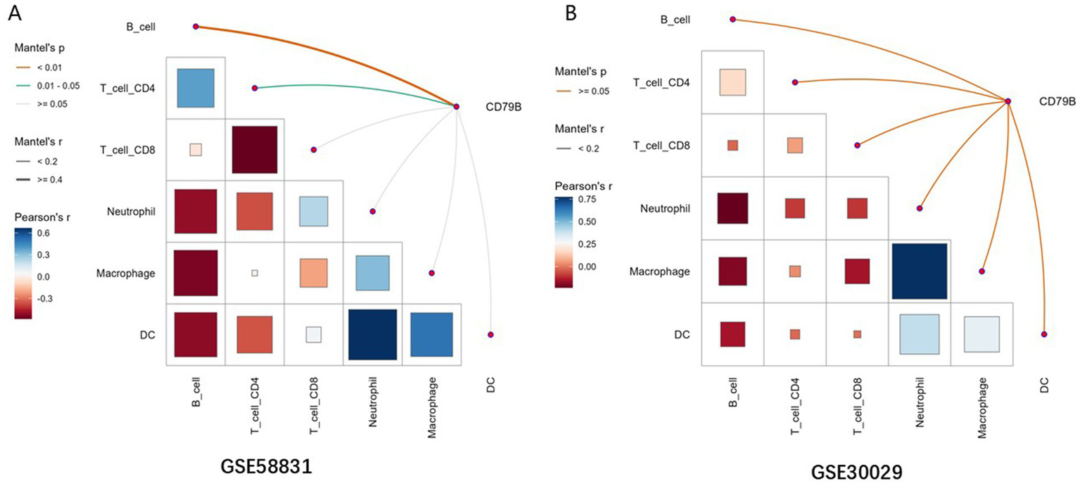 Comparison of two correlation heatmaps between immune cell types and CD79B. Panel A uses data from GSE58831, and Panel B uses data from GSE30029. Both matrices show correlations using Mantel's p and r values with connections indicating significant correlations. The color scale indicates Pearson's r from negative to positive correlations.