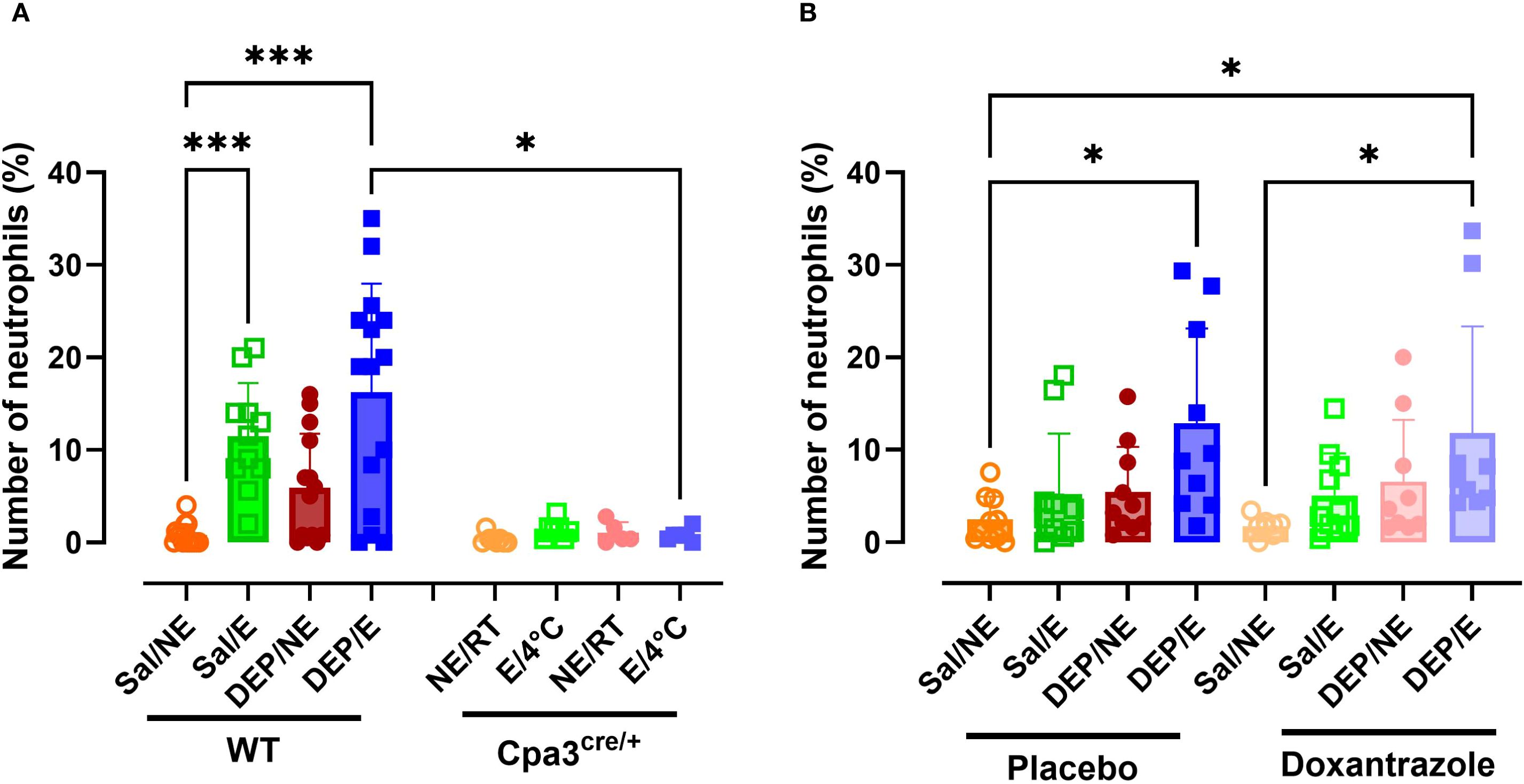 Bar charts showing the percentage of neutrophils in different experimental conditions. Panel A displays results for WT and Cpa3^cre/+ groups under various treatments, indicating significant differences marked by asterisks. Panel B compares placebo and doxantrazole treatments, with variations also highlighted by asterisks. Each bar represents mean values with error bars, using different colors and symbols for distinction.
