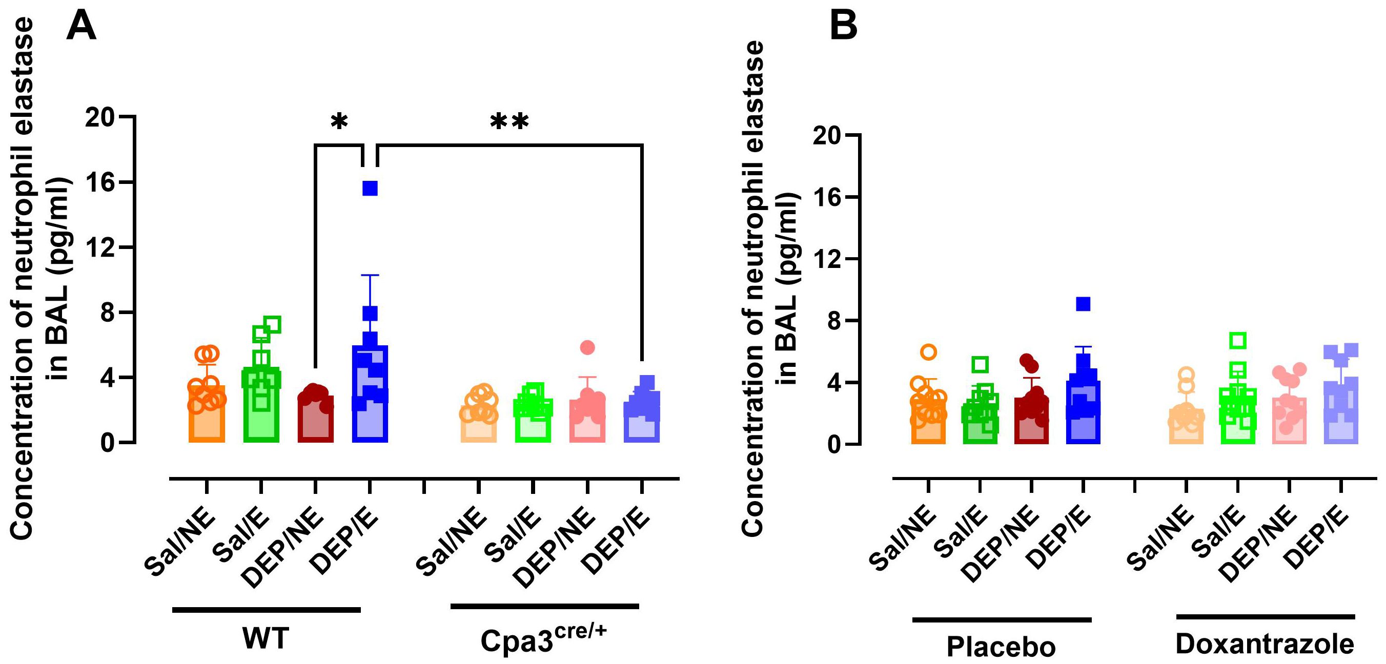 Bar graphs showing concentration of neutrophil elastase in BAL fluid in picograms per milliliter. Chart A compares wild-type and Cpa3cre/+ groups with significant differences marked. Chart B compares placebo and doxantrazole groups. Different treatments are labeled along the x-axis: Sal/NE, Sal/E, DEP/NE, DEP/E. The y-axis range is zero to twenty picograms per milliliter.
