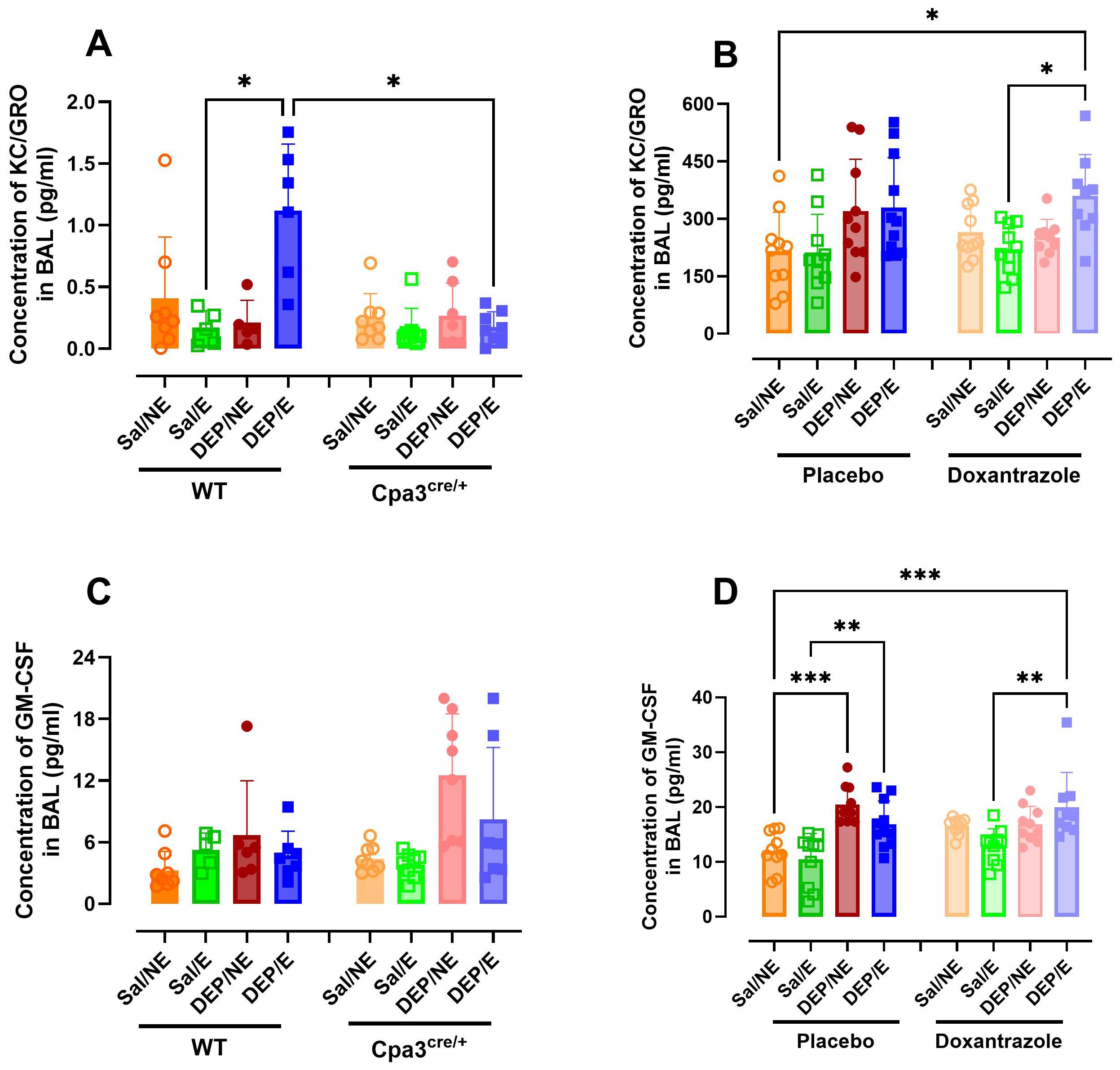 Four panels of bar graphs showing concentrations of biomarkers in bronchoalveolar lavage (BAL). Panel A compares KC/GRO concentrations in wild-type and Cpa3cre/+ under different conditions. Panel B compares KC/GRO concentrations between placebo and doxantrazole groups. Panel C compares GM-CSF concentrations in wild-type and Cpa3cre/+ under various conditions. Panel D compares GM-CSF concentrations between placebo and doxantrazole groups. Asterisks indicate levels of statistical significance.