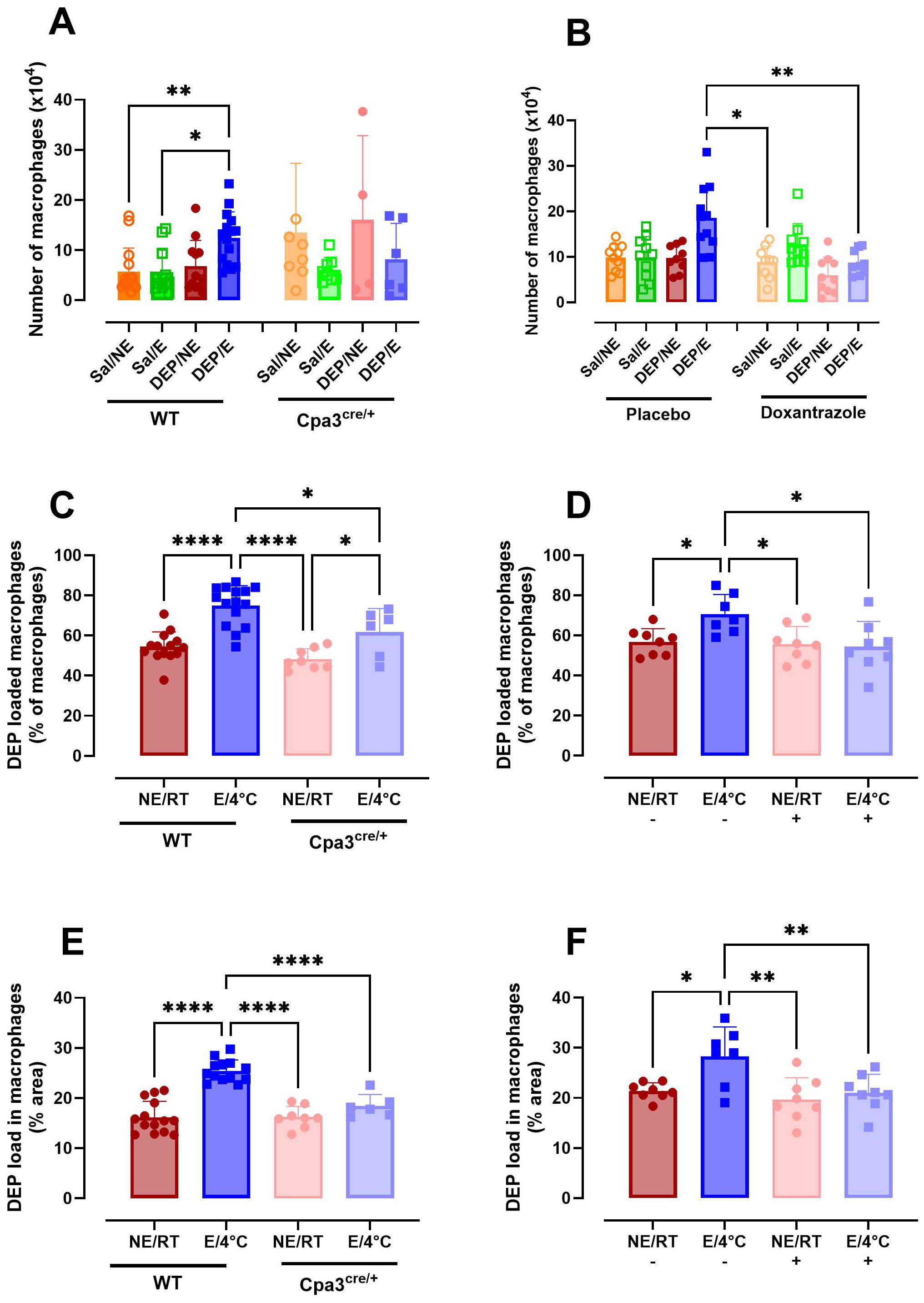 Six bar graphs display experimental data on macrophages in various conditions. Graphs A and B show the number of macrophages with different treatments in wild type, Cpa3cre/+, placebo, and doxantrazole groups. Graphs C and D depict DEP-loaded macrophages percentages under various temperature and treatment settings. Graphs E and F represent DEP load percentages in macrophages across similar conditions. Statistical significance is indicated with asterisks, highlighting differences between groups. Error bars show data variation.