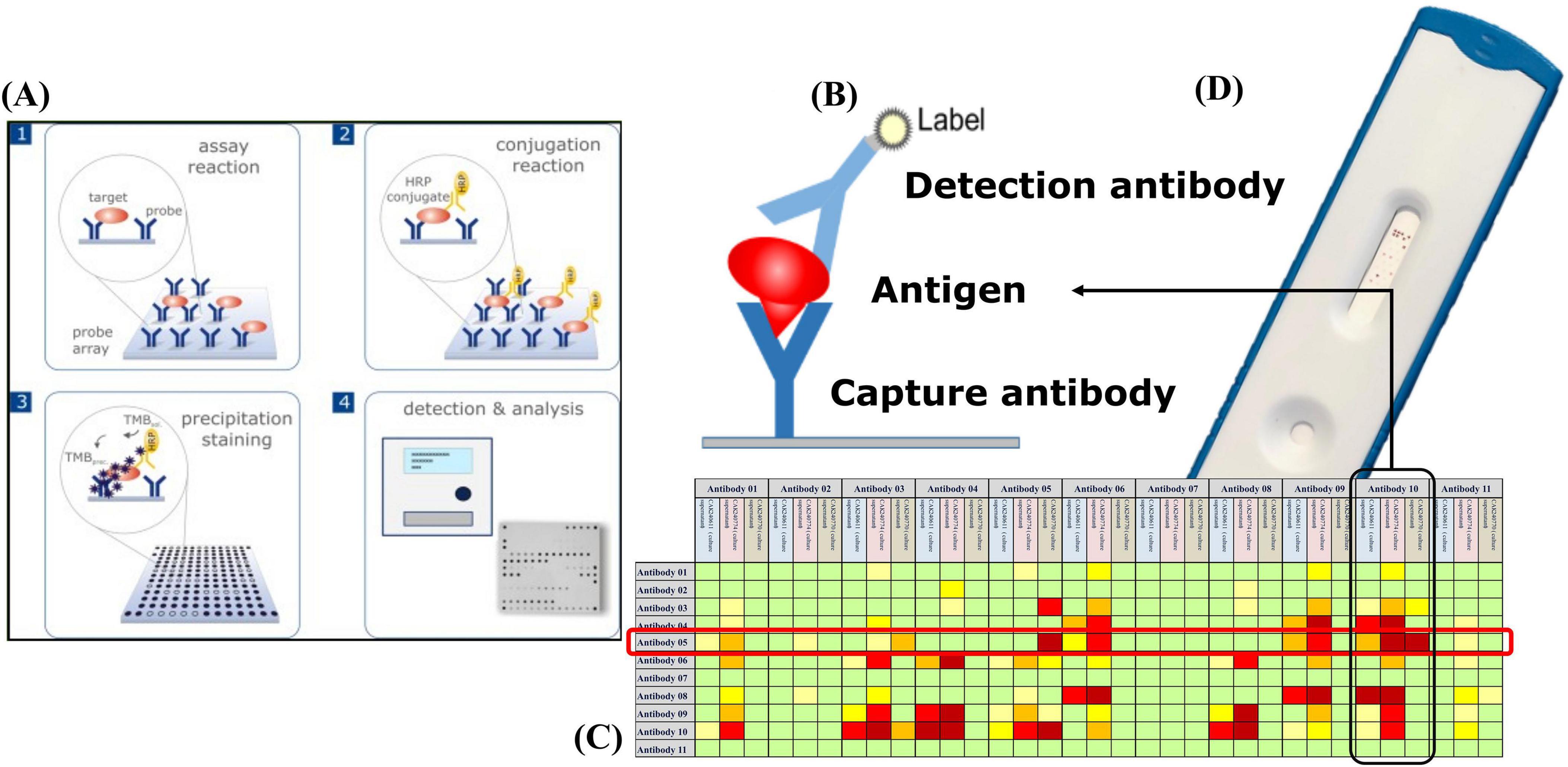 Diagram showing a multi-step detection process. (A) Four panels: 1. Assay reaction with target and probe on an array. 2. Conjugation reaction with an HRP conjugate. 3. Precipitation staining with TMB. 4. Detection and analysis with a chip reader. (B) Illustration of an antigen-antibody complex with a detection and capture antibody. (C) Grid displaying various antibody interactions, color-coded. (D) Lateral flow test device with indicated result area.