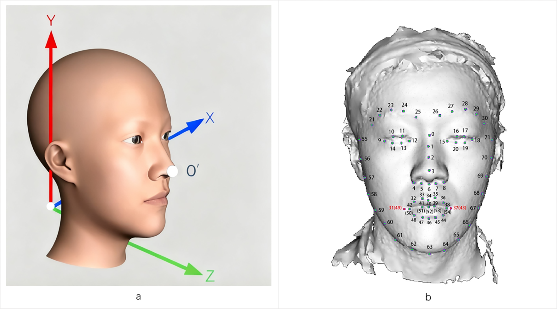 Panel (a) shows a 3D model of a human head in profile with coordinate axes in red, blue, and green labeled Y, X, and Z respectively. Panel (b) presents a front view 3D facial scan with labeled numeral markers placed across the face.
