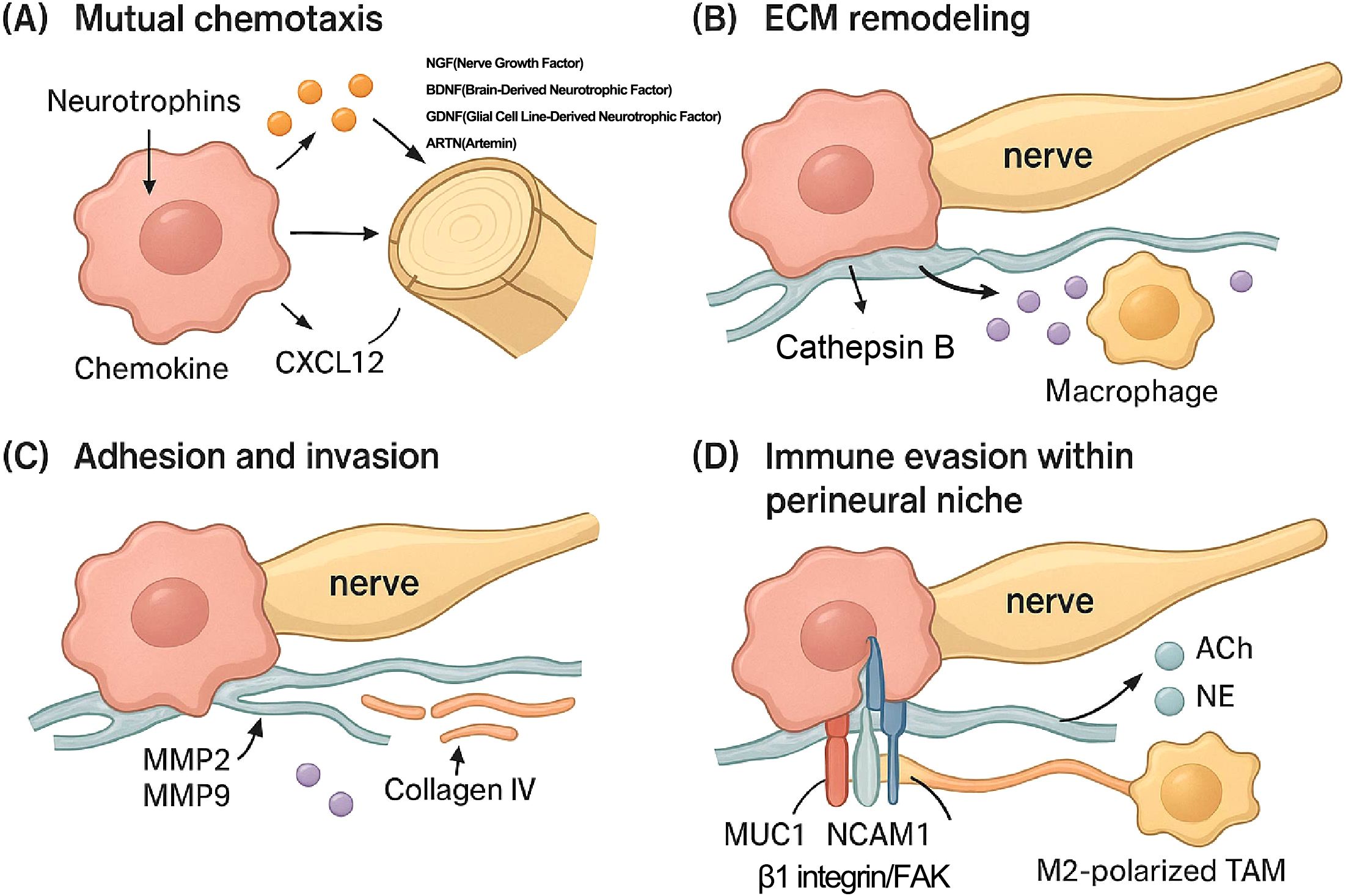 Diagram illustrating nerve-cancer interactions: (A) Mutual chemotaxis shows neurotrophins and CXCL12 involvement. (B) ECM remodeling depicts Cathepsin B release with a macrophage. (C) Adhesion and invasion highlight MMP2, MMP9, and Collagen IV. (D) Immune evasion within the perineural niche shows molecules like MUC1, NCAM1, and beta-1 integrin/FAK, with interactions involving ACh and NE, and M2-polarized TAM.