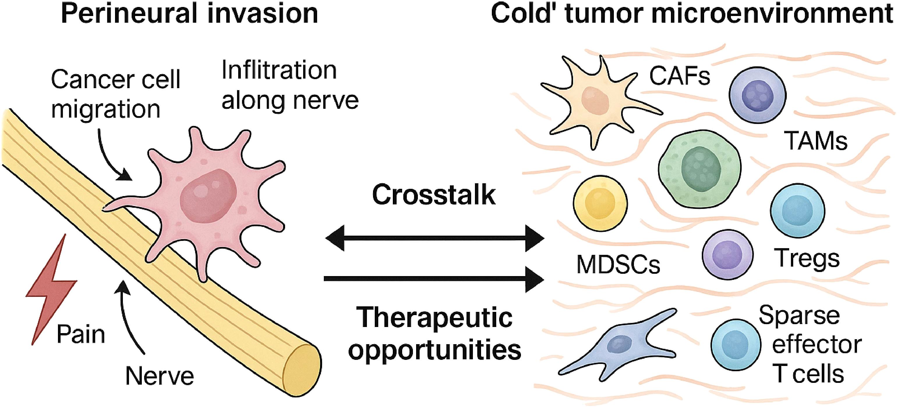 Illustration showing perineural invasion and cold tumor microenvironment. On the left, cancer cells migrate along nerves causing pain. On the right, the tumor microenvironment includes CAFs, TAMs, MDSCs, Tregs, and sparse effector T cells. Arrows indicate crosstalk and therapeutic opportunities between these components.
