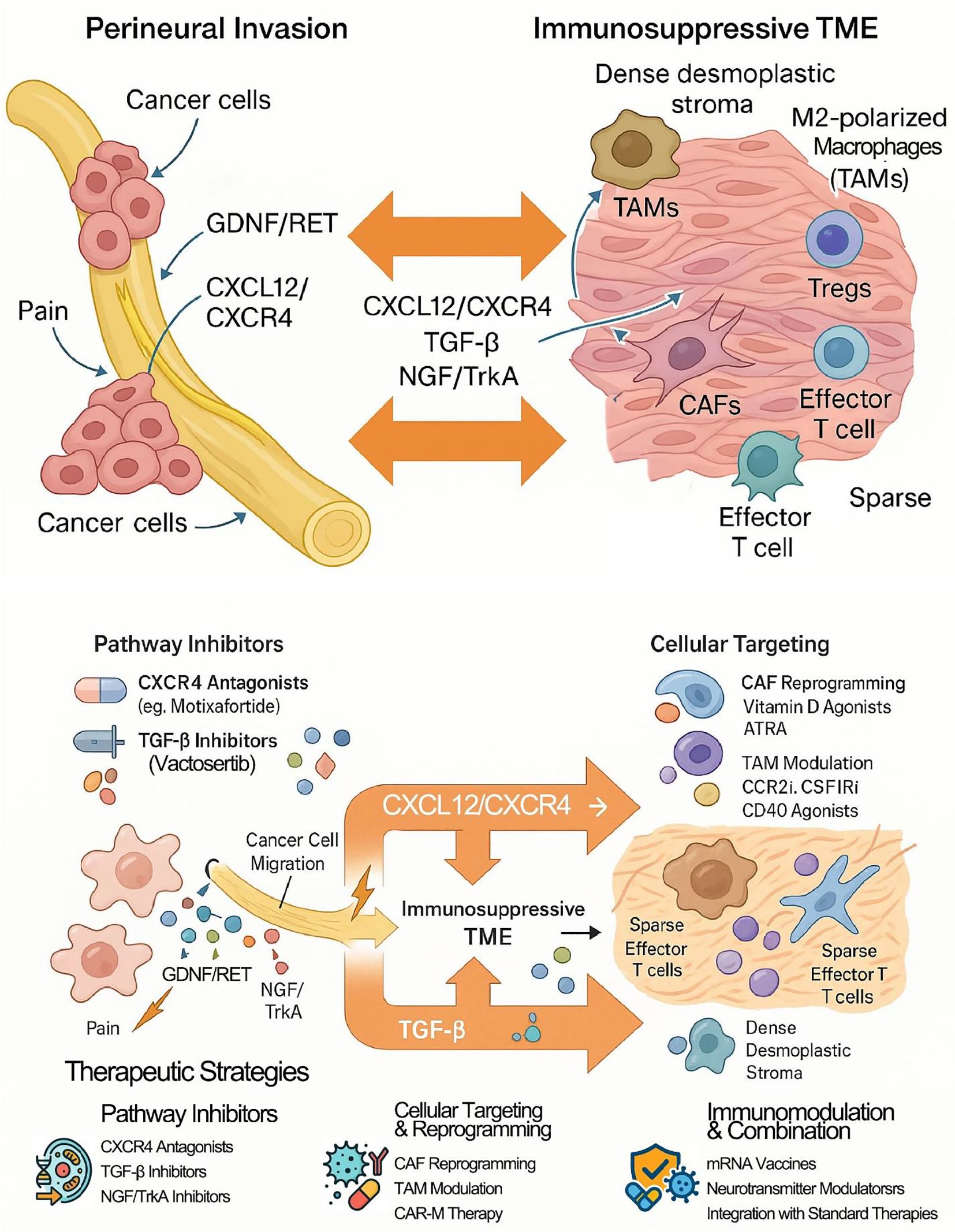 Diagram depicting cancer cell invasion and immunosuppressive tumor microenvironment (TME). Left shows perineural invasion with cancer cells and pain. Right illustrates immunosuppressive TME with cells like TAMs, Tregs, and CAFs. Arrows show interaction through CXCL12/CXCR4, TGF-β, and other pathways. Middle section highlights therapeutic strategies: pathway inhibitors (e.g., CXCR4 antagonists, TGF-β inhibitors), cellular targeting (e.g., CAF reprogramming, TAM modulation), and immunomodulation. Strategies aim to target cancer cell migration, pain, and immune suppression.