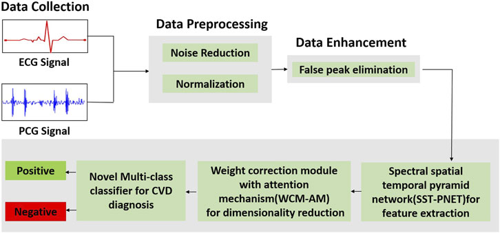 Flowchart illustrating a cardiovascular diagnosis process. Data collection involves ECG and PCG signals. Data preprocessing includes noise reduction and normalization. Data enhancement eliminates false peaks. A spectral spatial temporal pyramid network extracts features. A weight correction module with an attention mechanism reduces dimensionality. A novel multi-class classifier for cardiovascular disease diagnosis outputs positive or negative results.