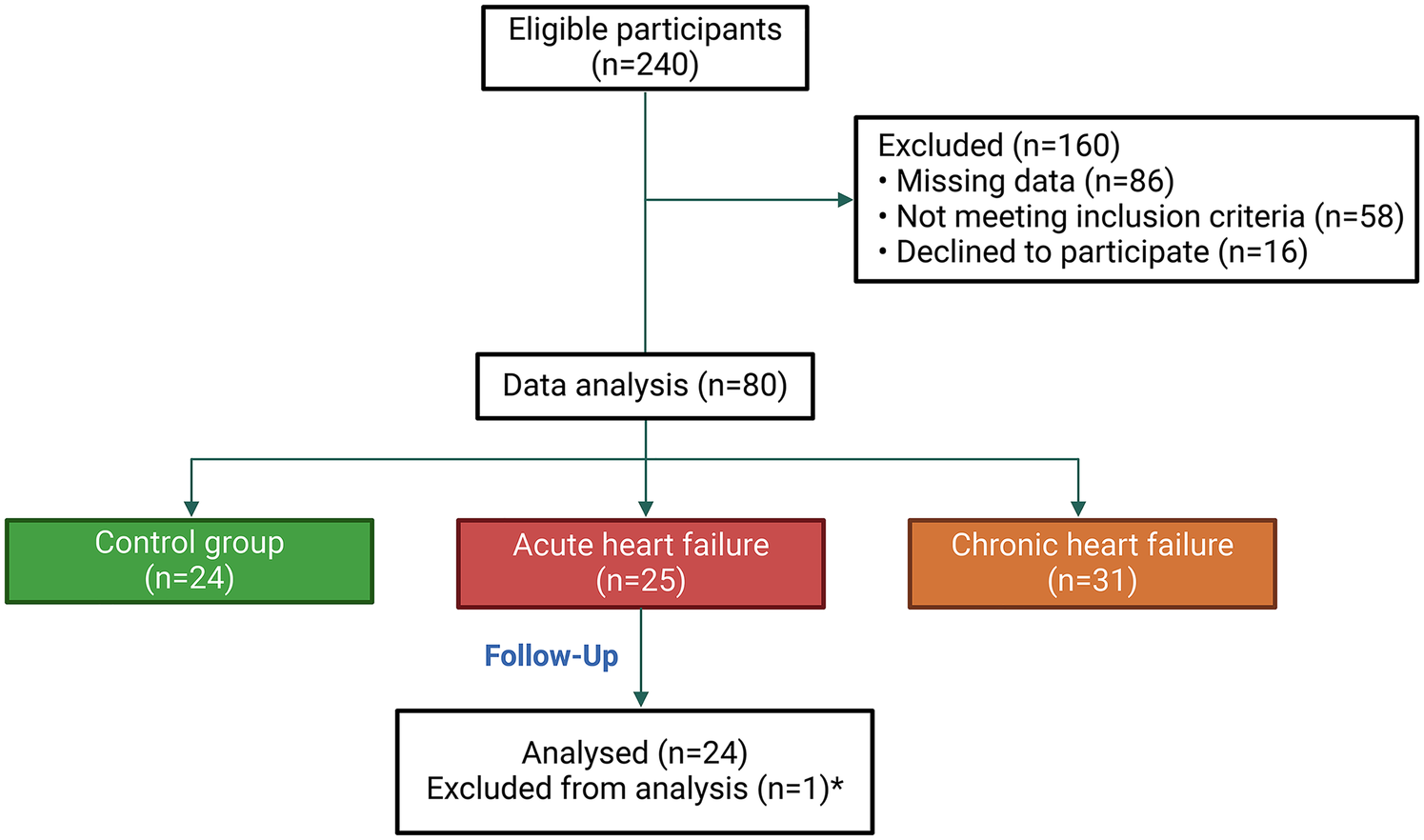 Flowchart showing study participant selection and analysis. From 240 eligible participants, 160 were excluded due to missing data (86), not meeting criteria (58), and declining participation (16). Data analysis included 80 participants: control group (24), acute heart failure (25), and chronic heart failure (31). One participant was excluded from the acute heart failure analysis.