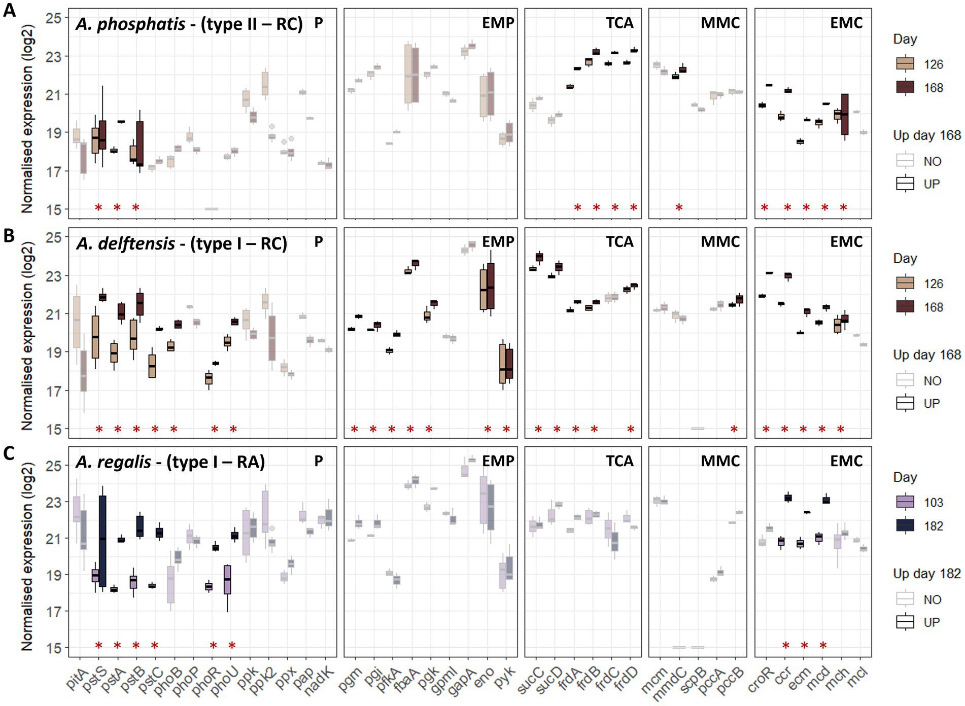 Box plots showing normalized gene expression (log2) for three bacterial strains: A. phophatis, A. delftensis, and A. regalis across different metabolic pathways: P, EMP, TCA, MMC, EMC. Expression levels are represented for days 126, 168 (A, B) and days 103, 182 (C), with indicated upregulation (UP) and no upregulation (NO). Key markers and significant differences are denoted with red asterisks.
