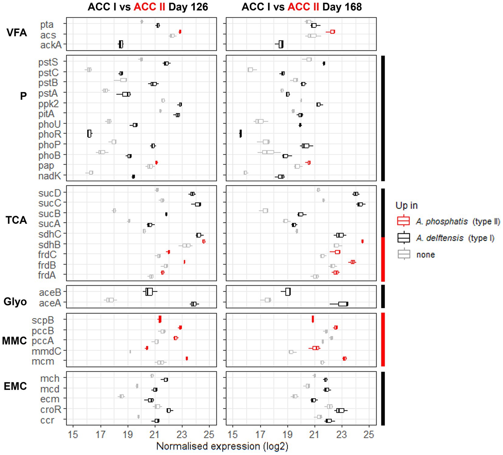 Box plot chart comparing normalized expression levels of various genes between ACC I and ACC II on days 126 and 168. Genes are organized by categories: VFA, P, TCA, Glyo, MMC, and EMC. Expression levels are log2 transformed. Red boxes indicate upregulation in A. phosphatis (type II), black boxes in A. delftensis (type I), and gray boxes indicate no change.