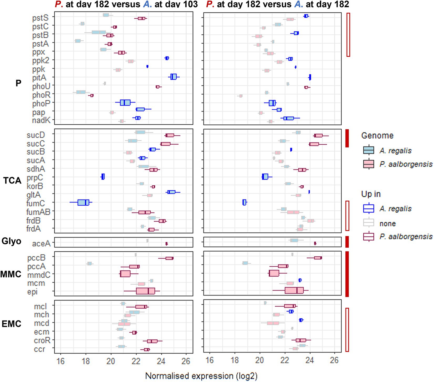 Box plots showing normalized gene expression (log2) for various pathways across two comparisons: *P. aalborgensis* at day 182 versus *A. regalis* at day 103, and *P. aalborgensis* at day 182 versus *A. regalis* at day 182. Pathways include P, TCA, Glyo, MMC, and EMC. Color coding indicates genome and upregulation: light blue for *A. regalis* and light pink for *P. aalborgensis*, with distinct markers for upregulated organisms.